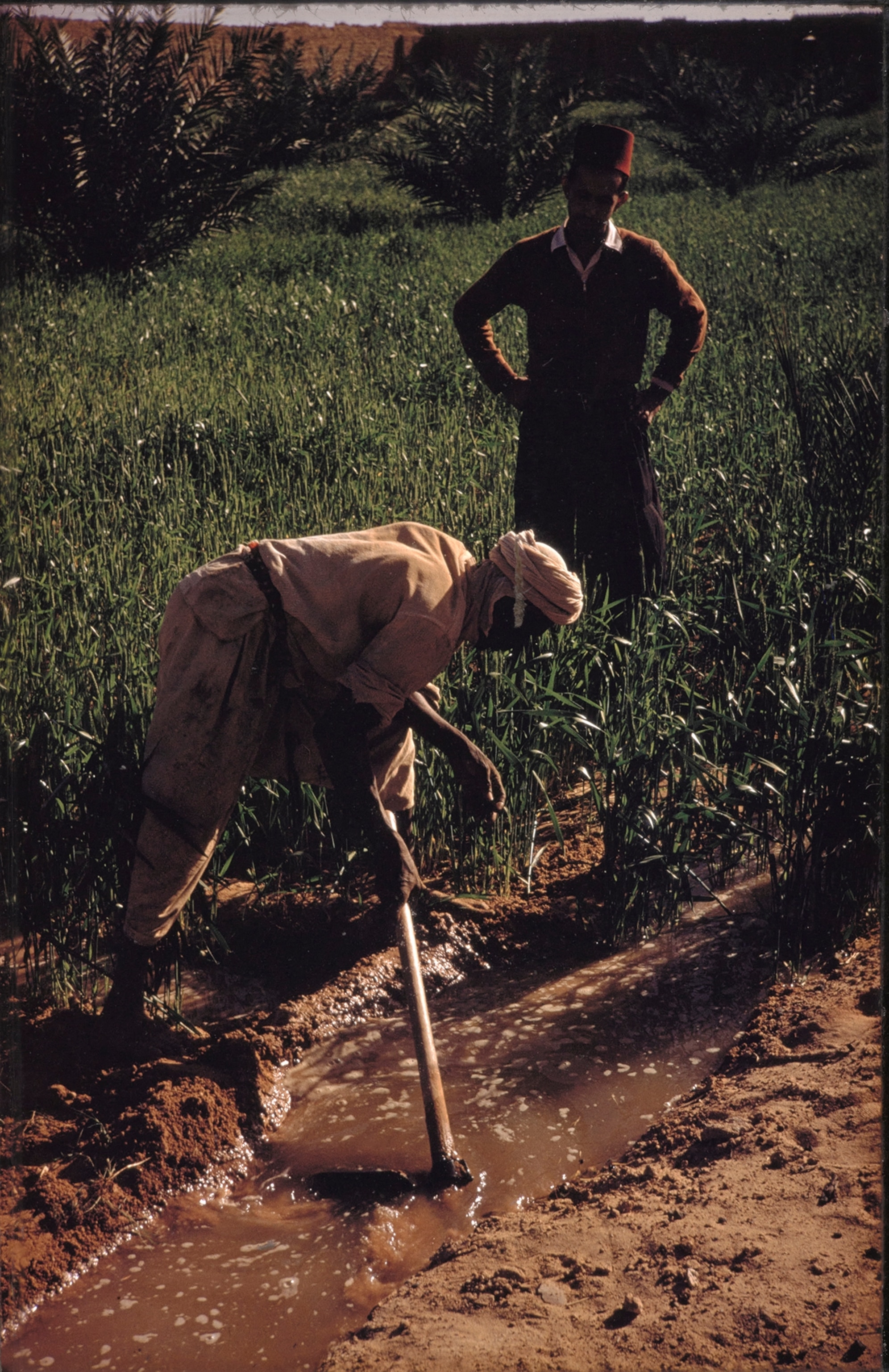 A landowner (wearing tarboosh) over sees the irrigation of his wheat field.