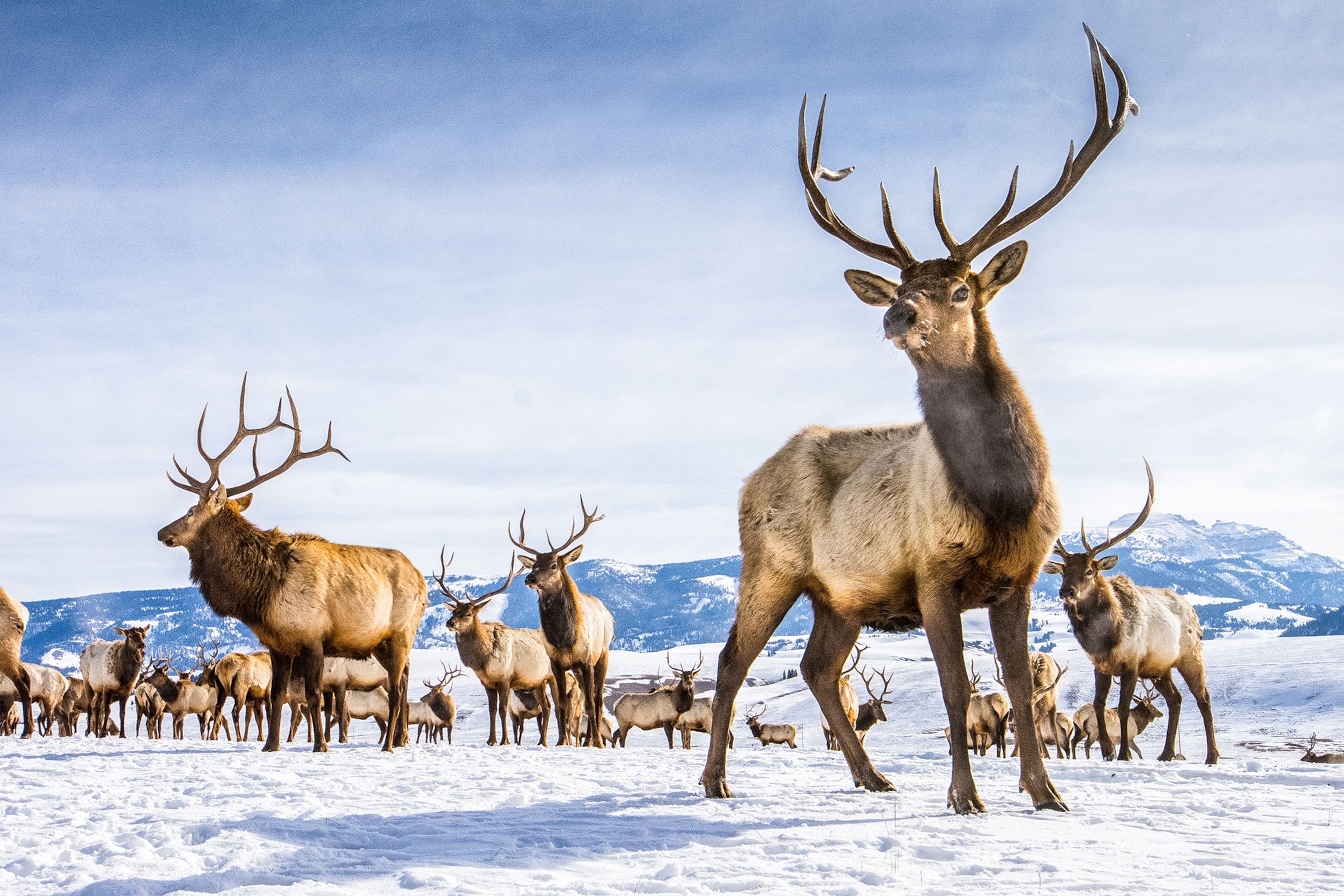 An elk looks into the distance on an snowy landscape.