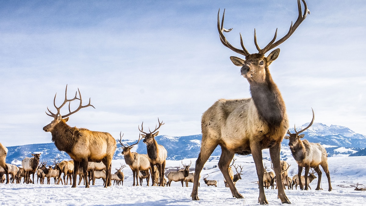 Where to find the best winter wildlife watching in the U.S.