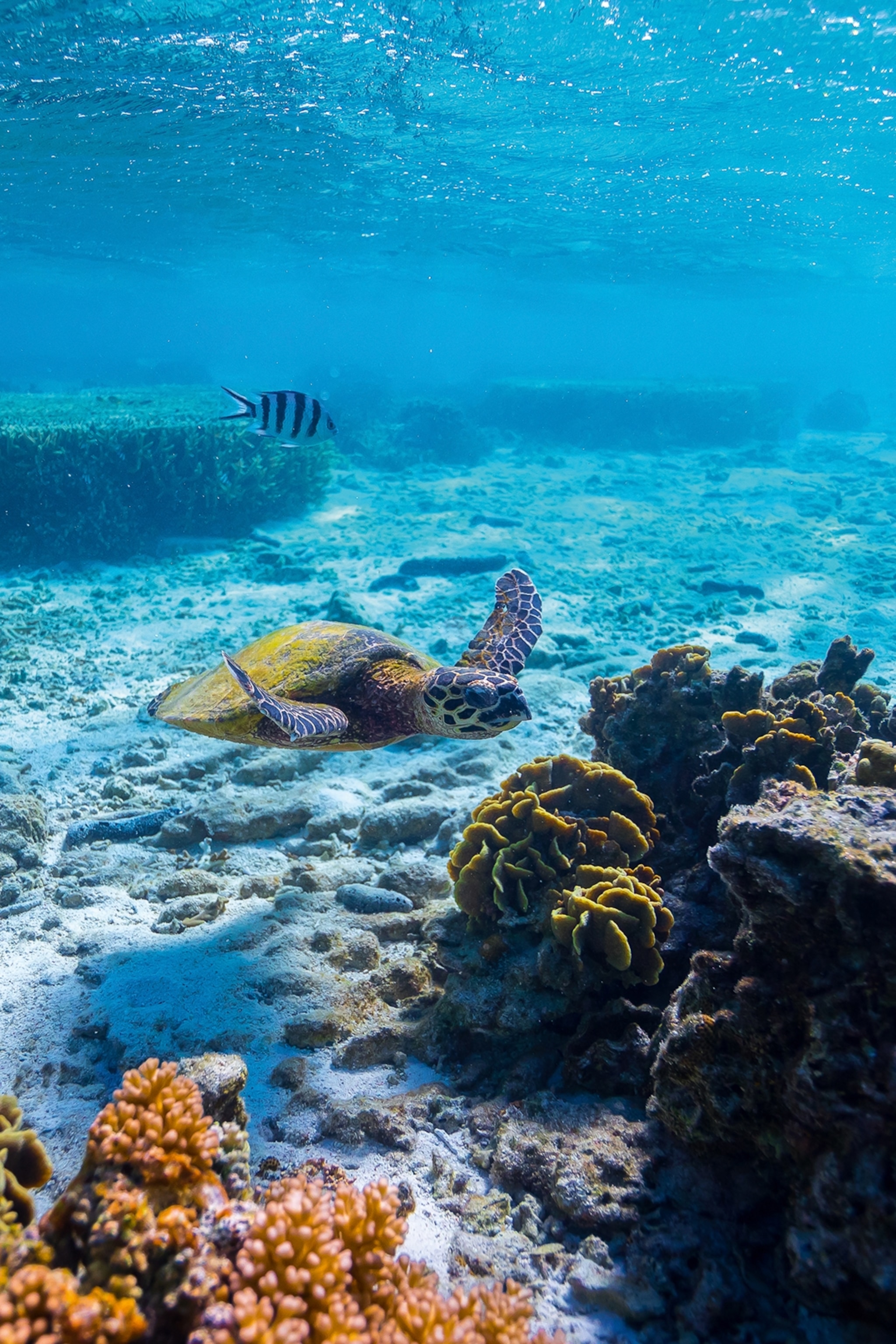 An underwater shot of a turtle exploring a shallow coral reef on the bottom of the shallow ocean.