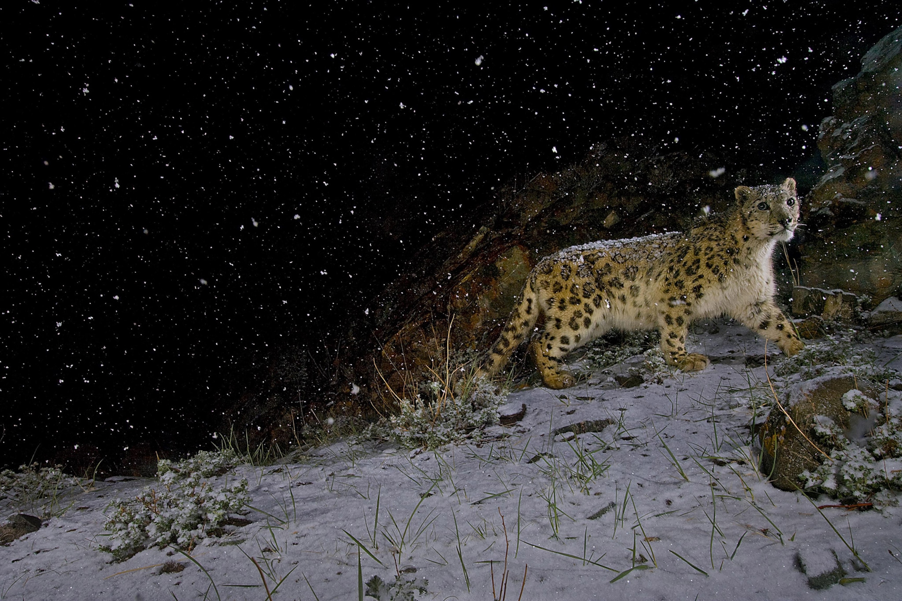 A nighttime scene showing a solitary snow leopard walking along ridge, snow falling all around