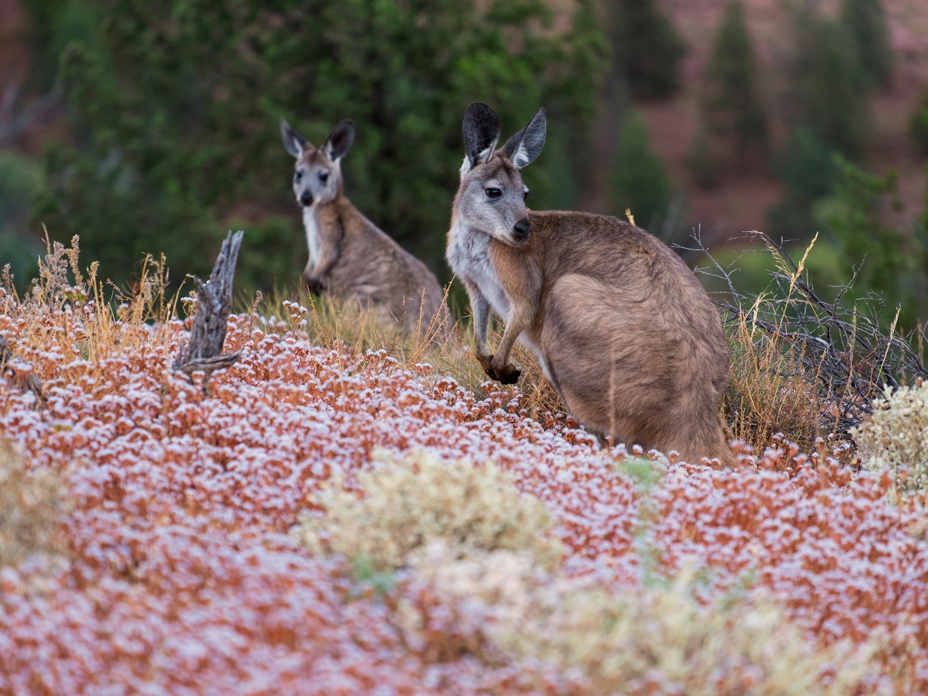 kangaroos standing in brush in Flinders Ranges National Park, South Australia