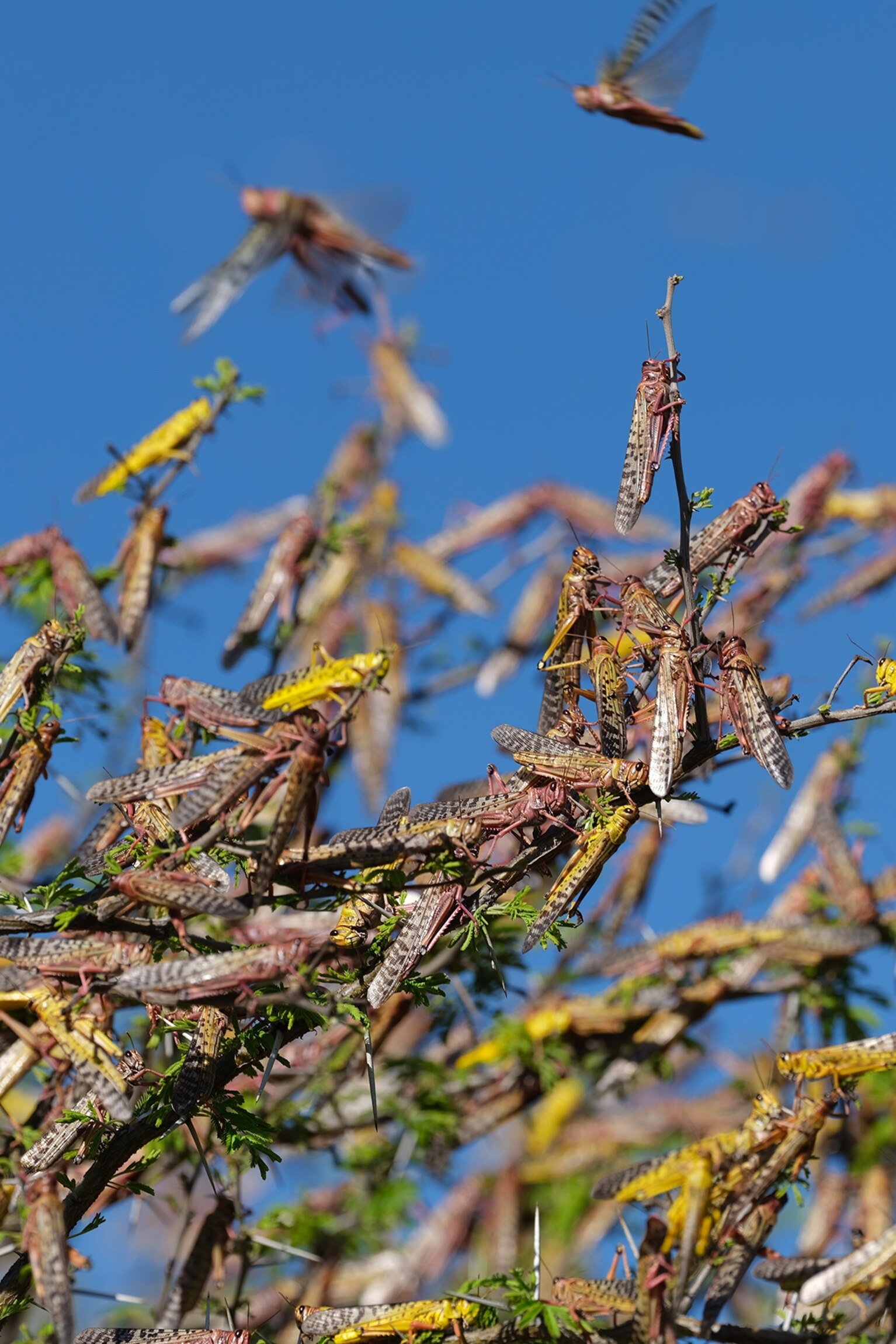 Gigantic new locust swarms hit East Africa, threatening millions with hunger