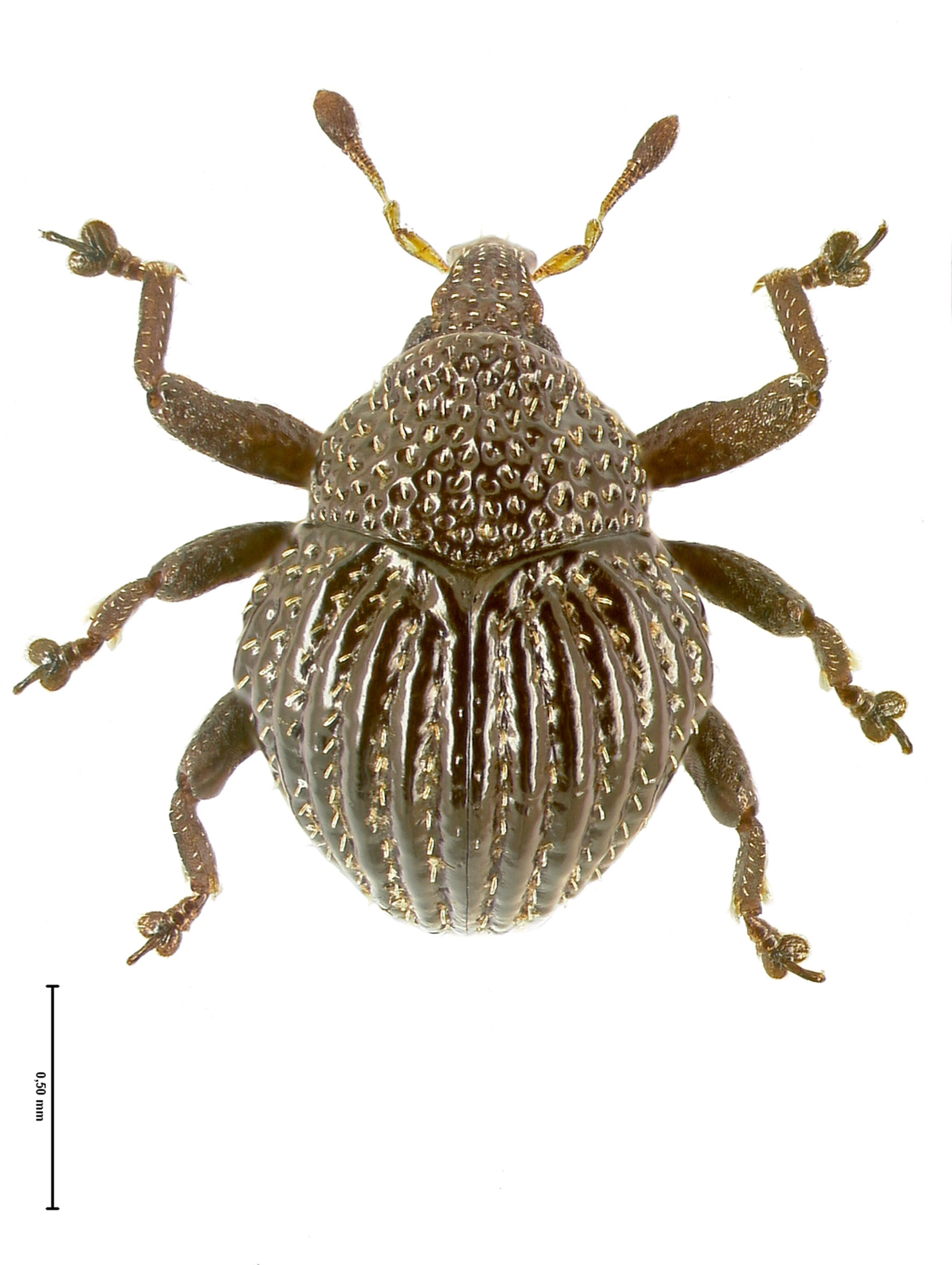 A photo of the Trigonopterus echinus