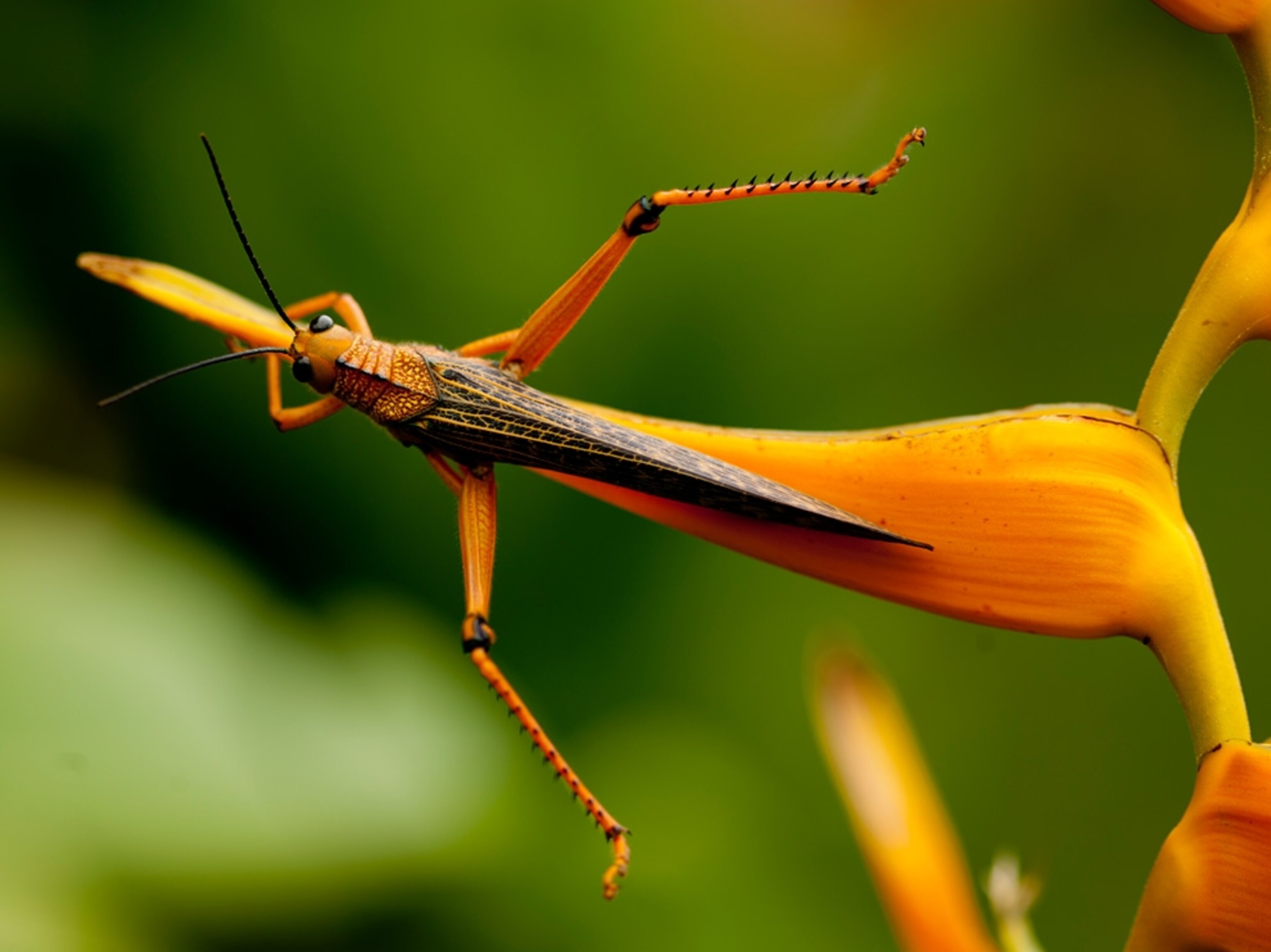 A grasshopper resting on a bird of paradise flower