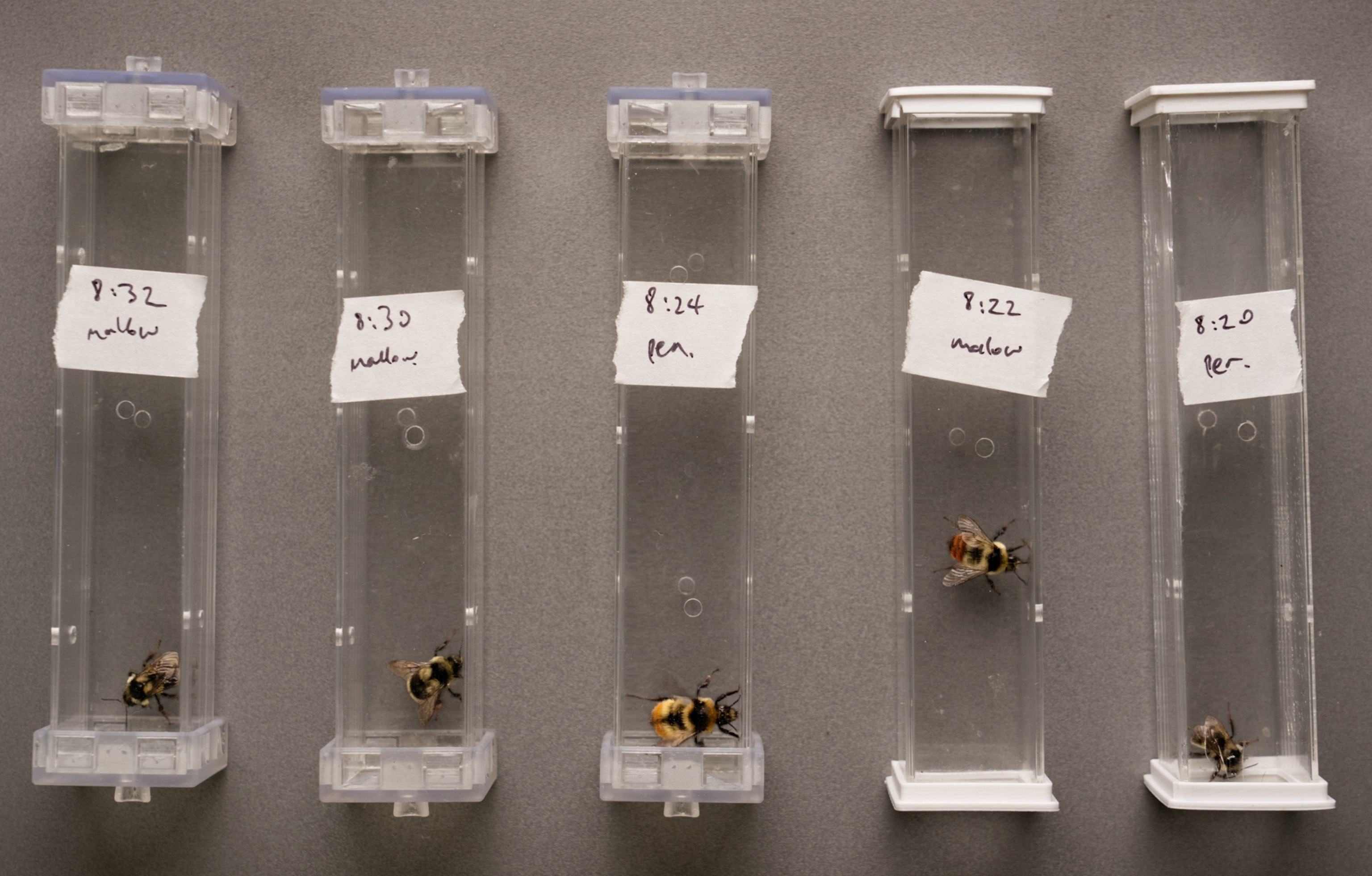 Five bumblebees each within a labeled plastic tubes.