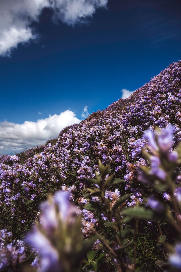 Kurinji Lavender Flower In Tamil Flowers Of Kodaikanal High
