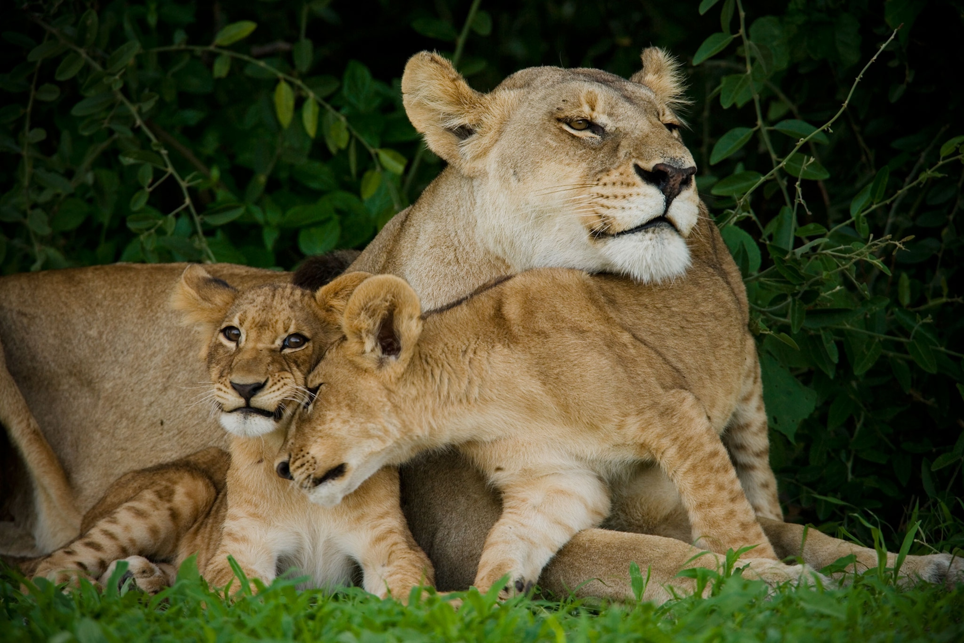 a lioness with her cubs