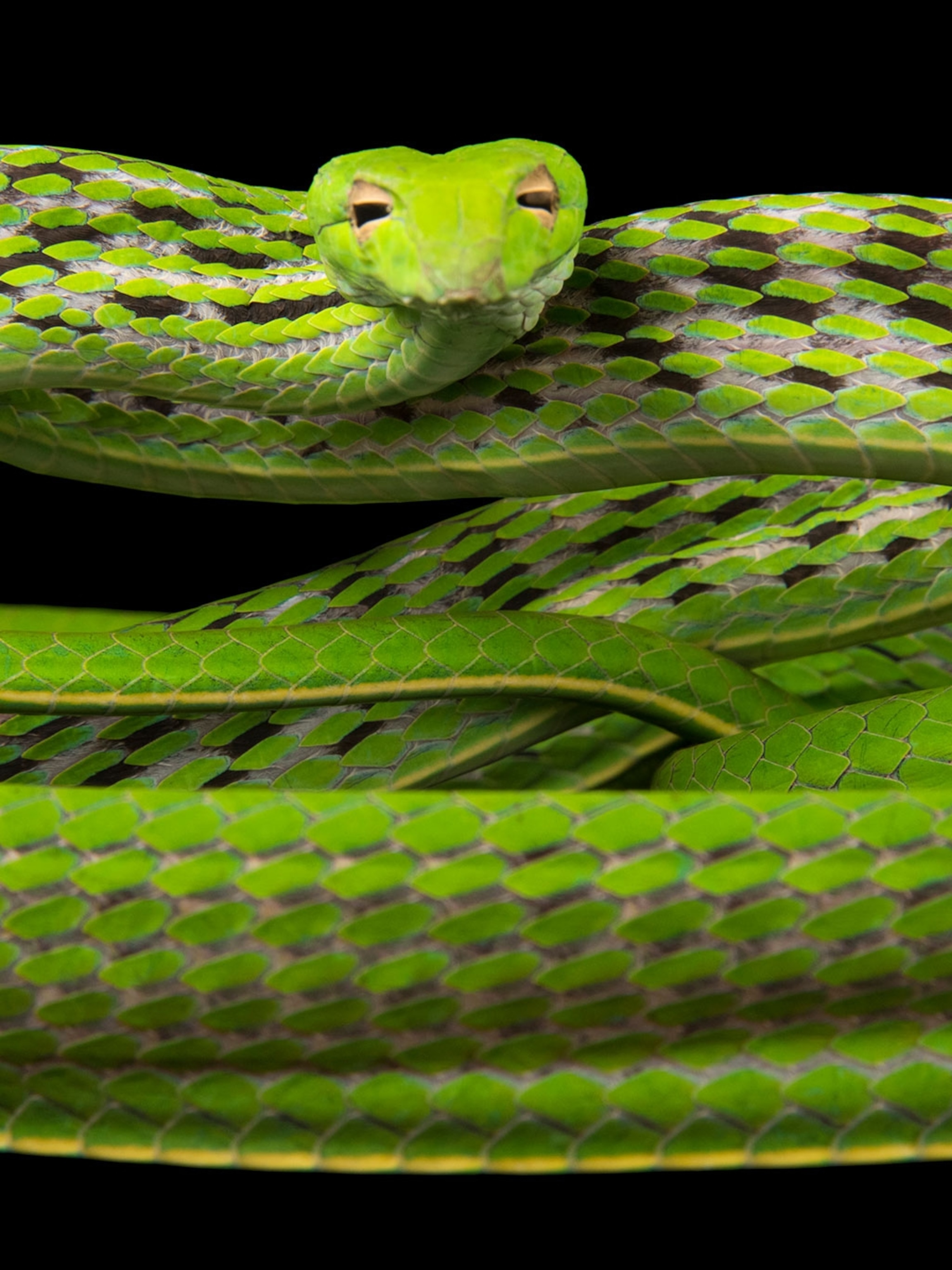 hognose snake for sale philippines