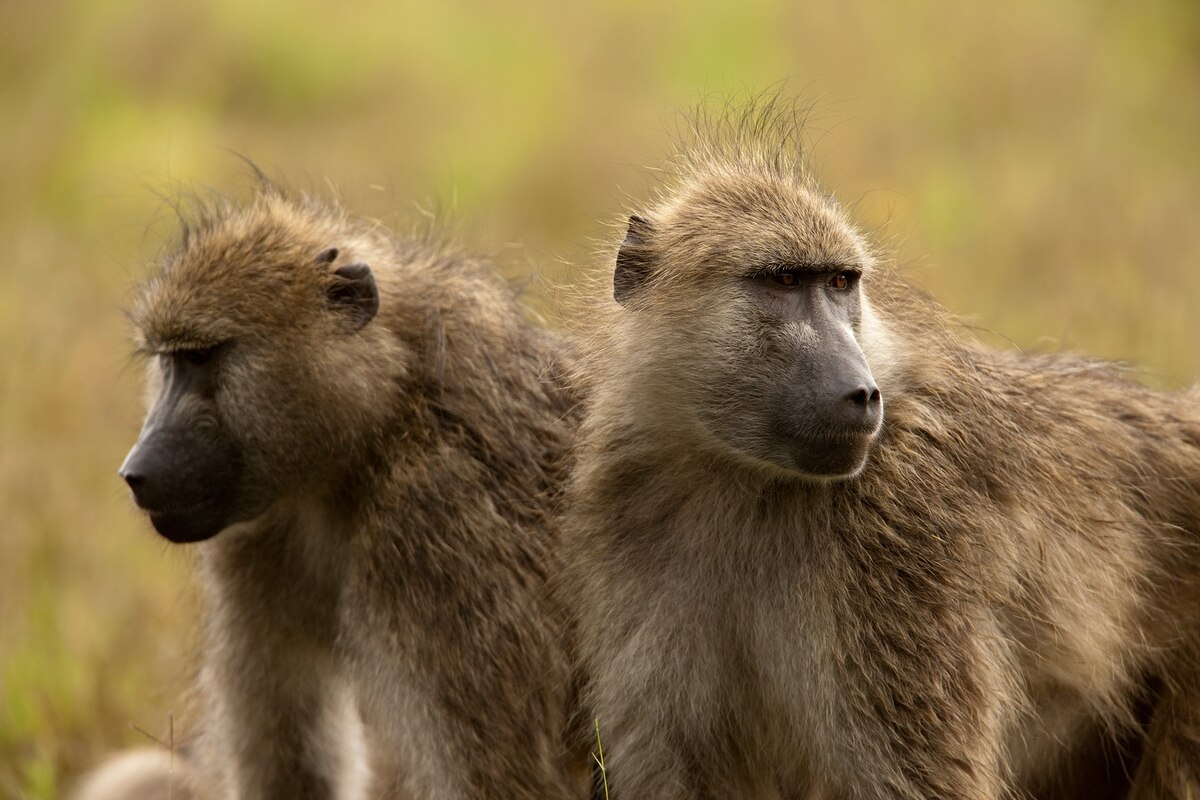 Monkeys Hunted Trophy-hunting Americans kill more than 800 monkeys each year