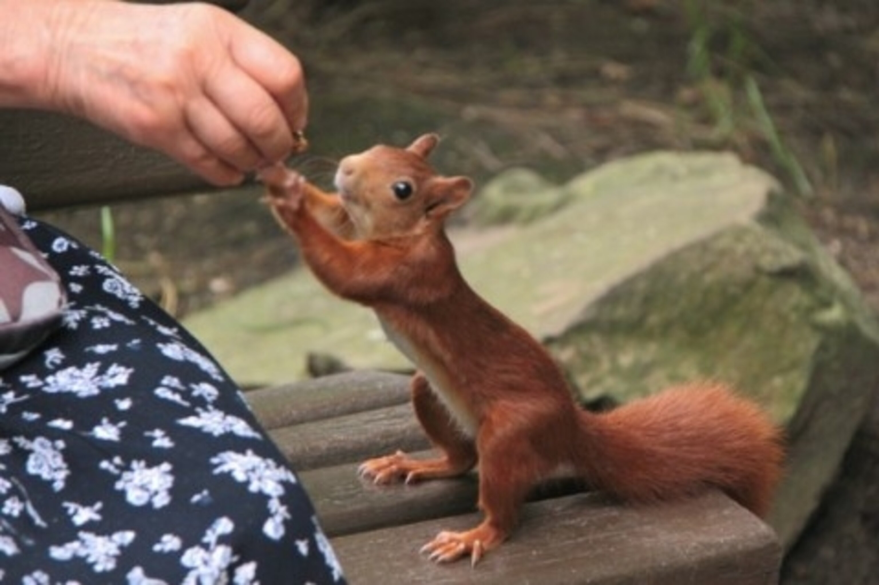 Squirrels Around the World