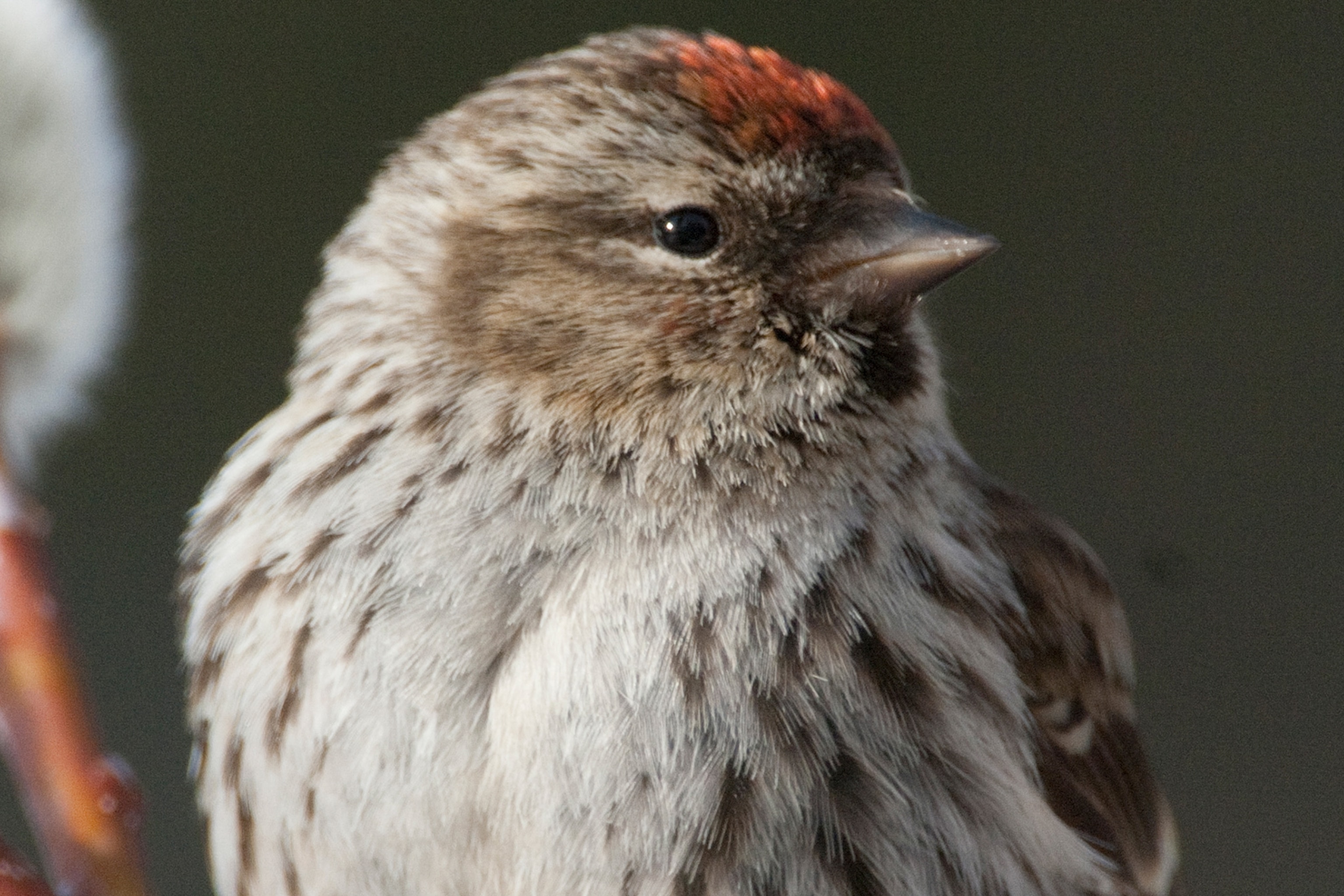 Common Redpoll Vs House Finch
