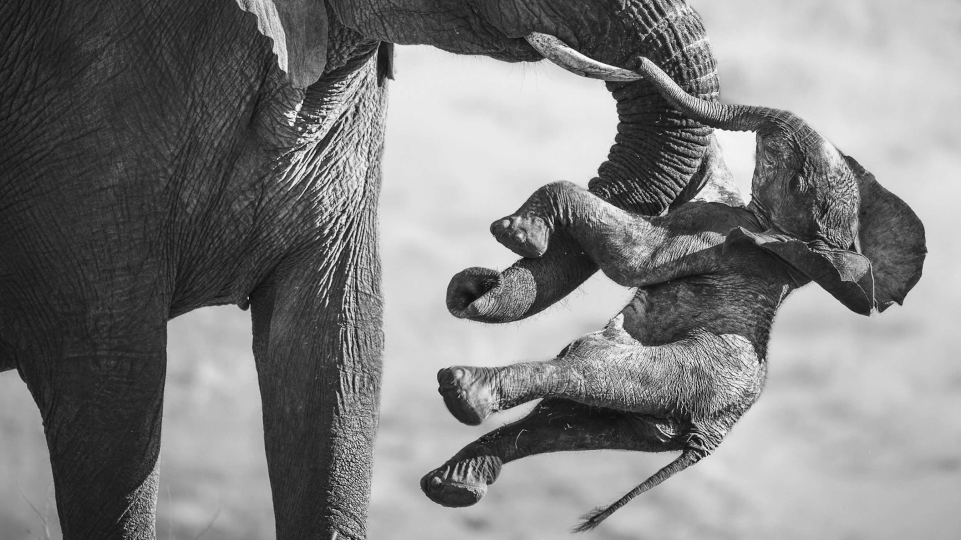 16 Striking Photos From This Year’s Best Wildlife Photographers