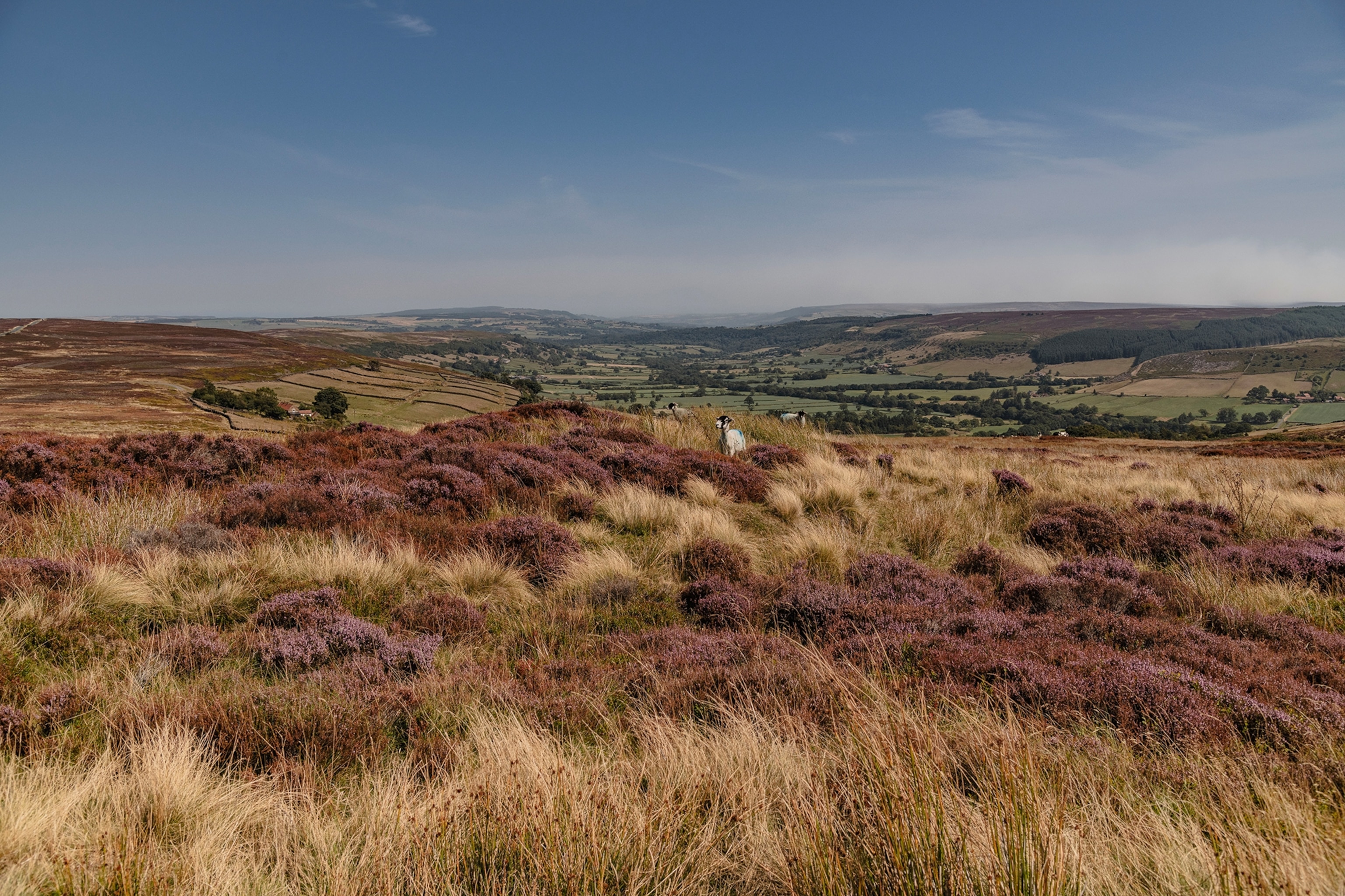 A far-stretching shot of moorlands with blue skies.
