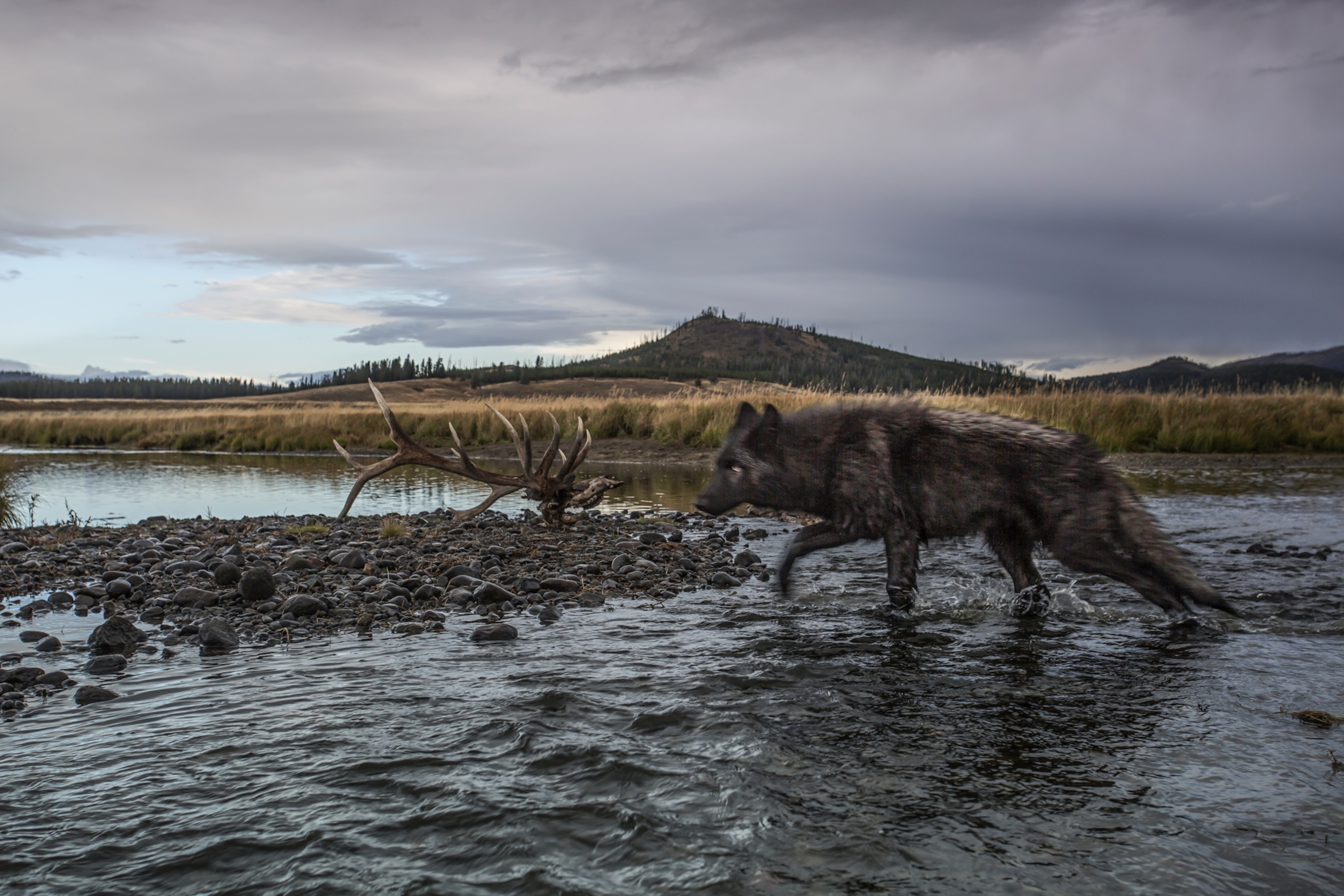 25 years after returning to Yellowstone, wolves have helped stabilize the  ecosystem | National Geographic