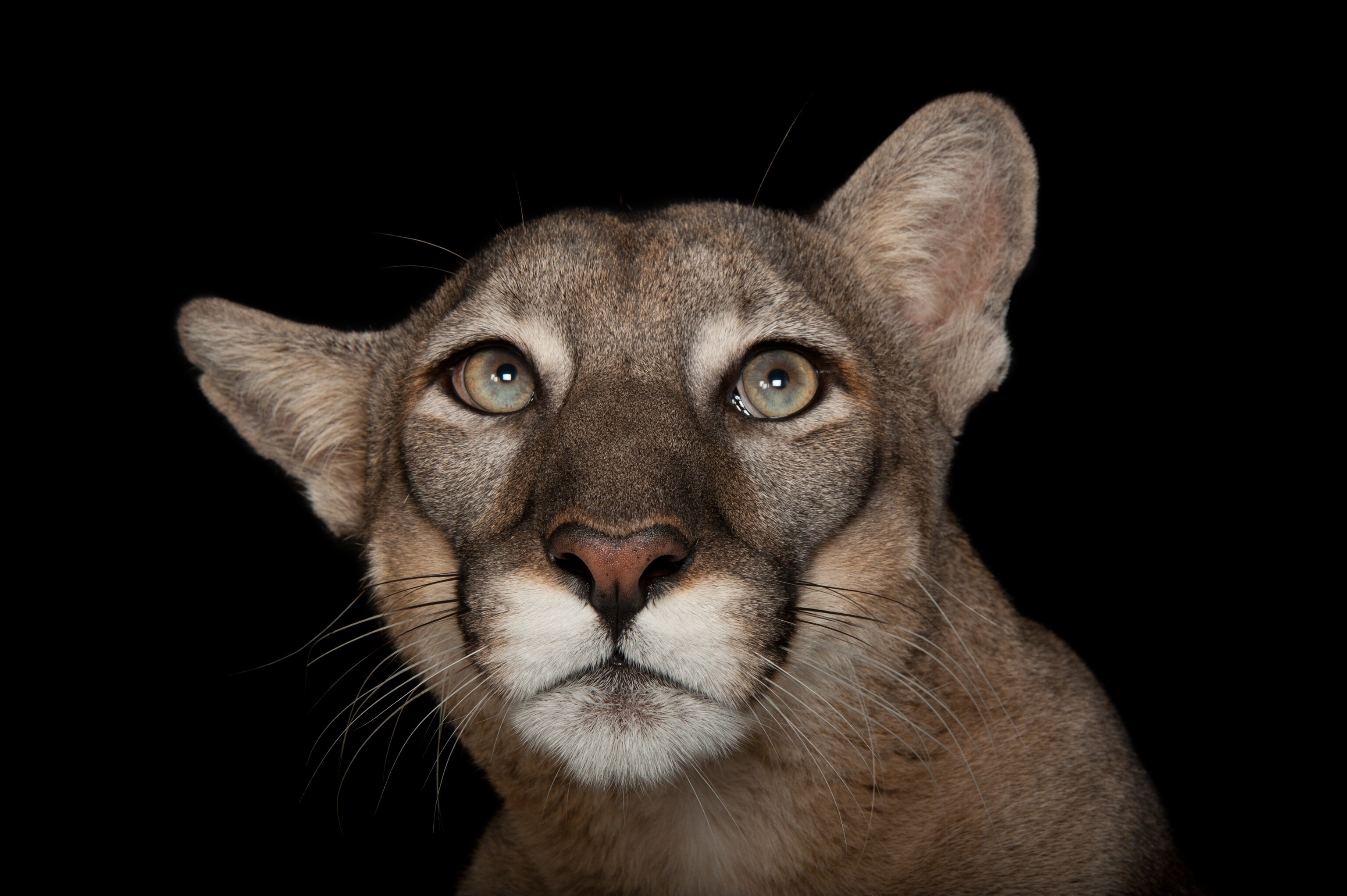a Florida panther at Lowry Park Zoo, Tampa, Florida