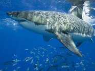 Great White Shark Images Great White Sharks East Coast KKSURC