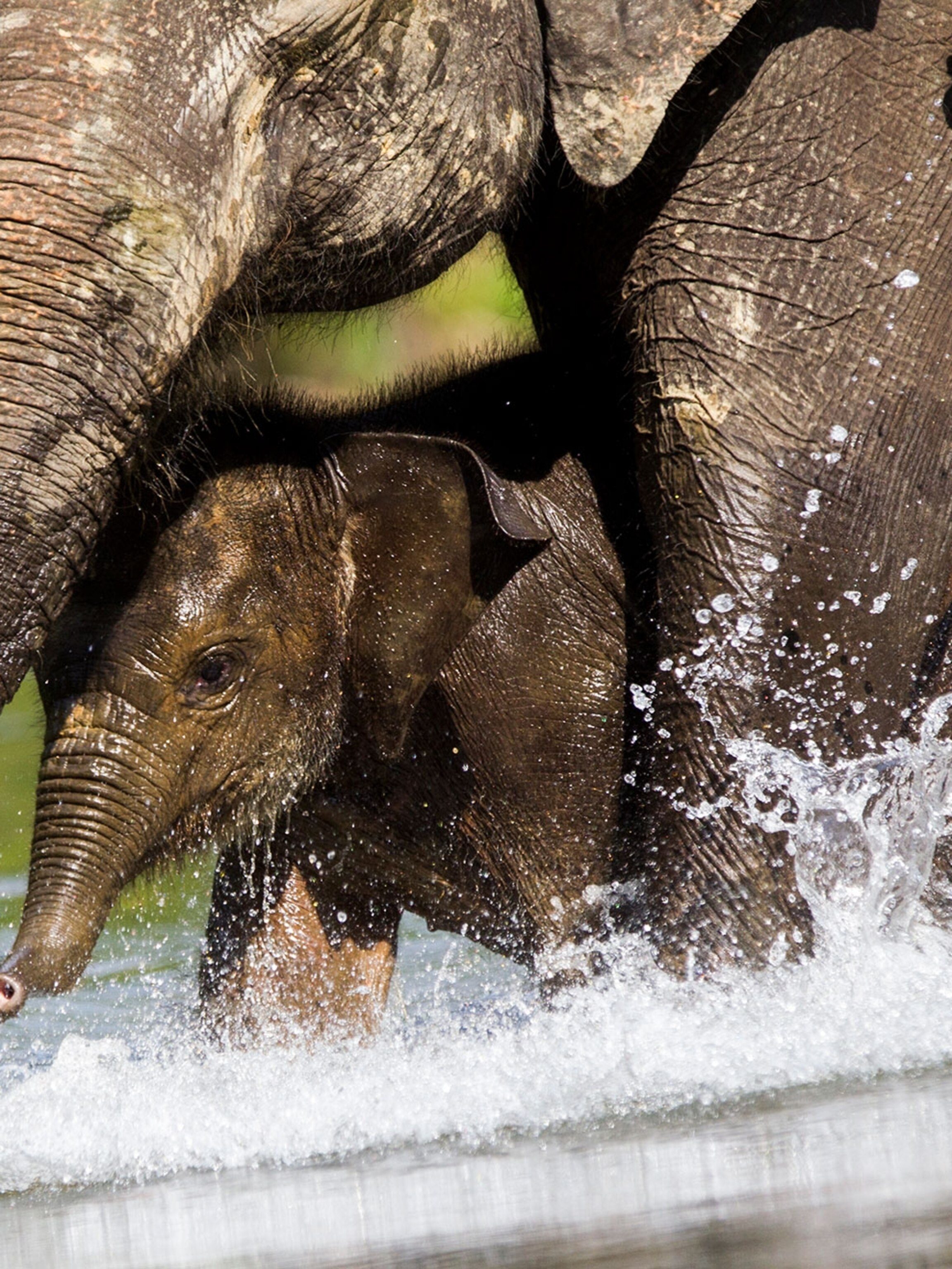Exclusive Look Into How Rare Elephants Forests Are Disappearing Exclusive Look Into How Rare Elephants Forests Are Disappearing