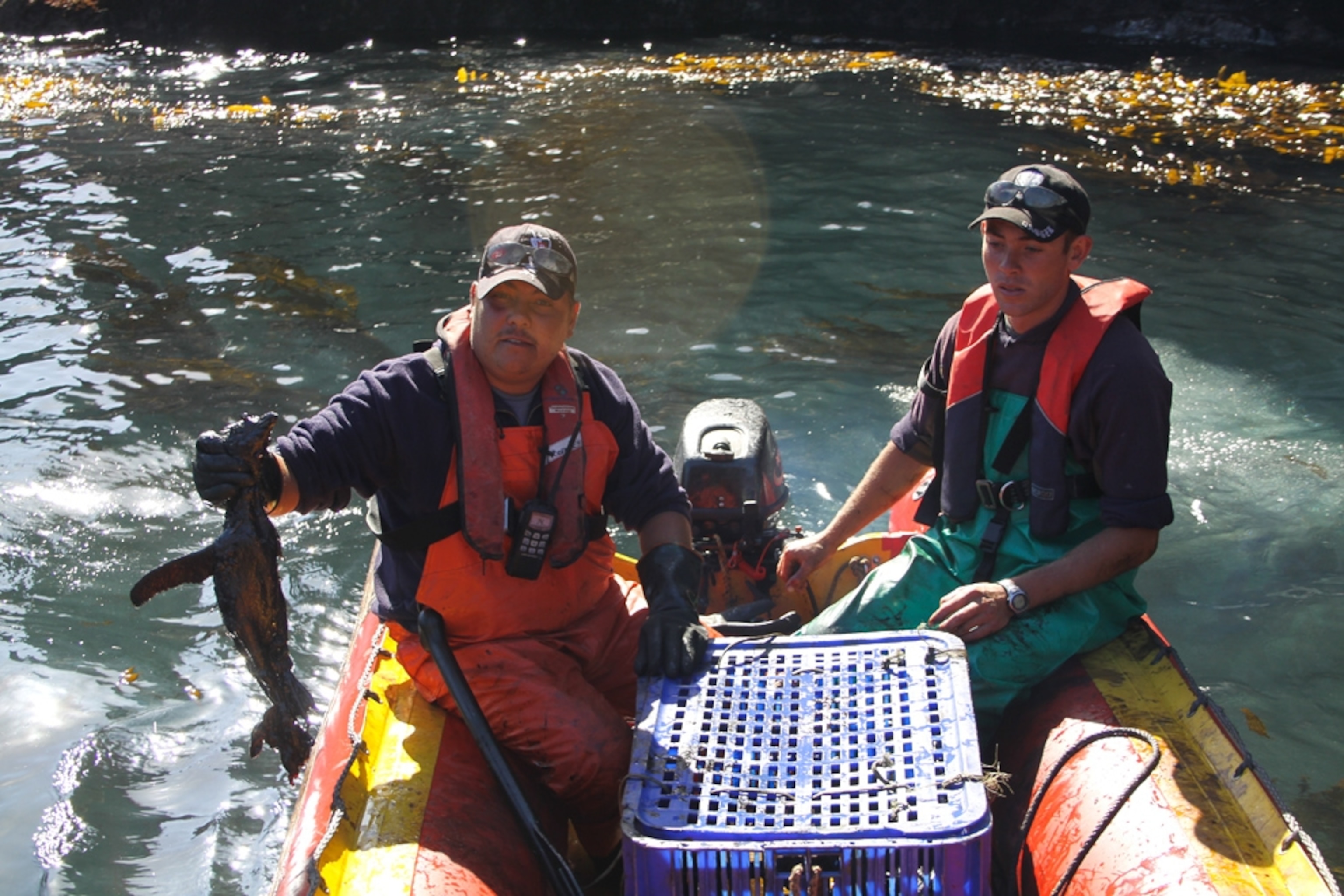 Nightingale Island oil spill picture: northern rockhopper penguin rescuers
