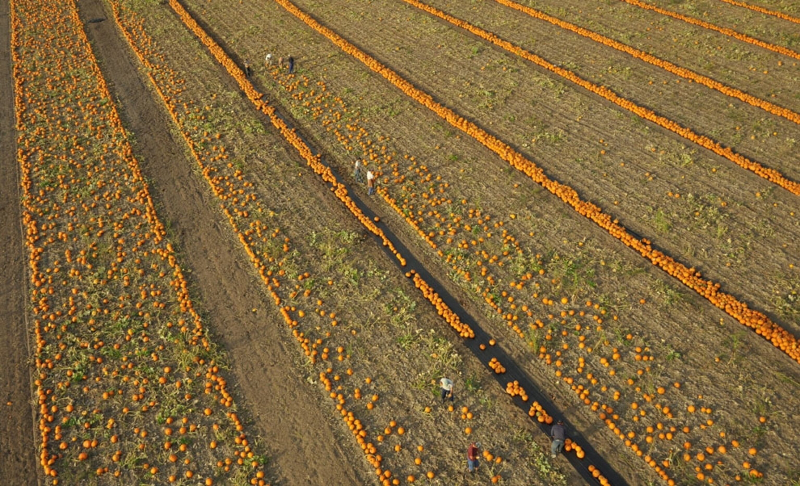 Pumpking field in England