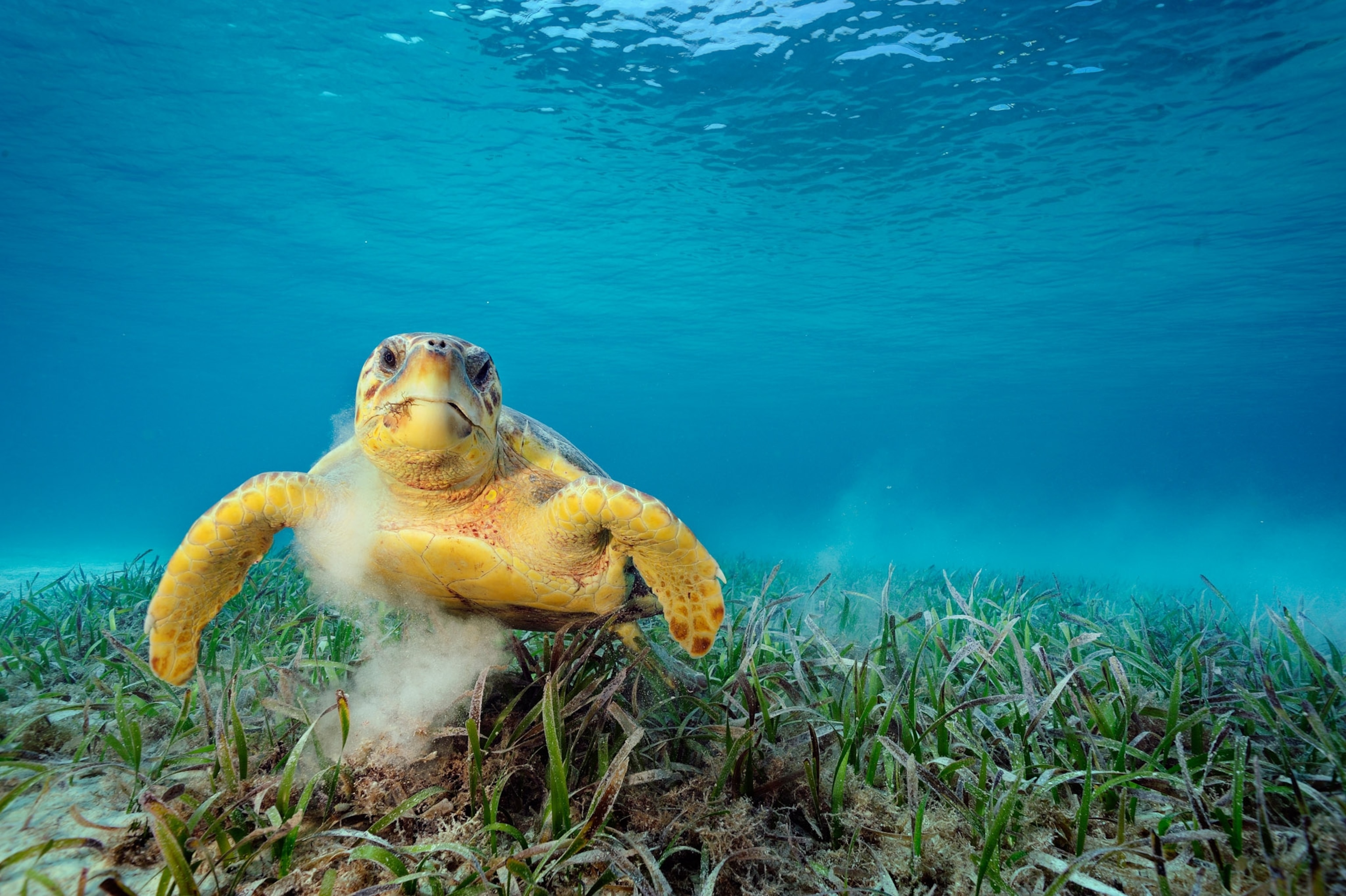 a loggerhead sea turtle swimming on its own