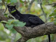Black Panther Eating Deer Black Panther Eating Deer