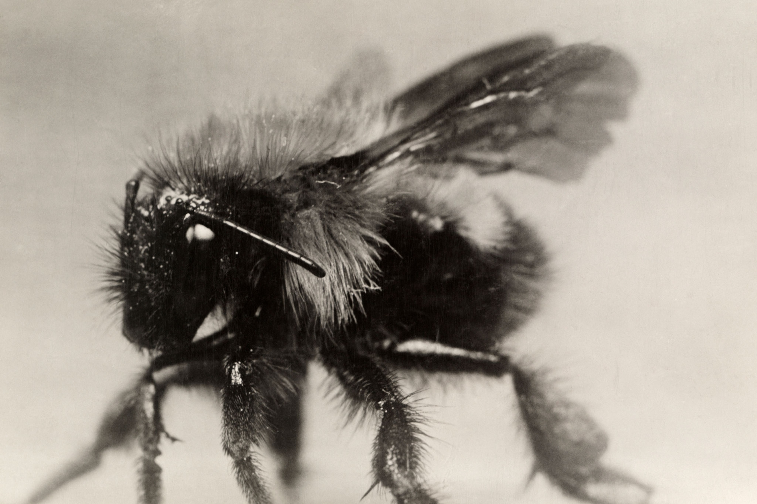 6 surprisingly lucky animals around the world