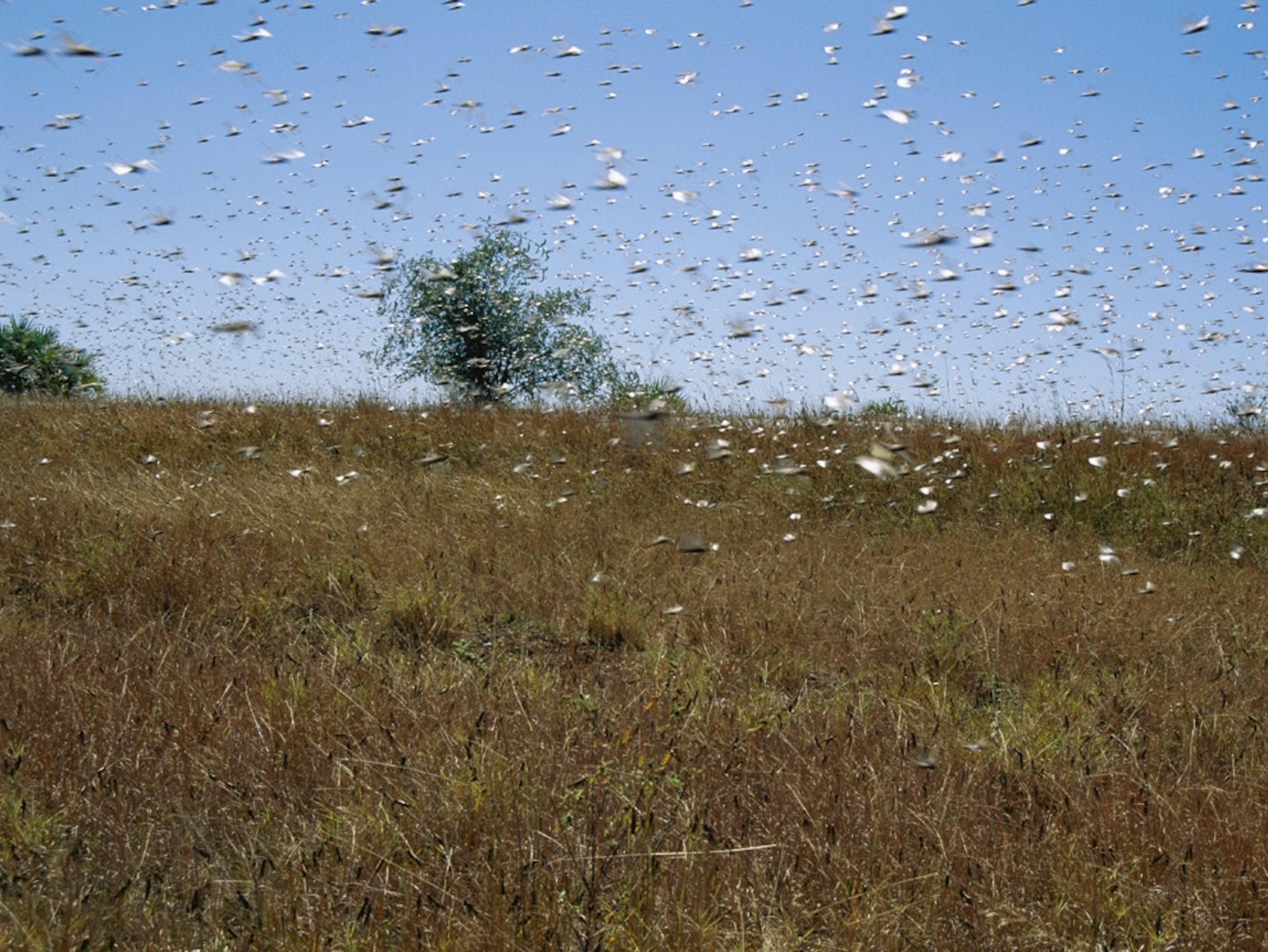 What's Living In This Old Spillway? (SWARMS of PREDATORS!) 