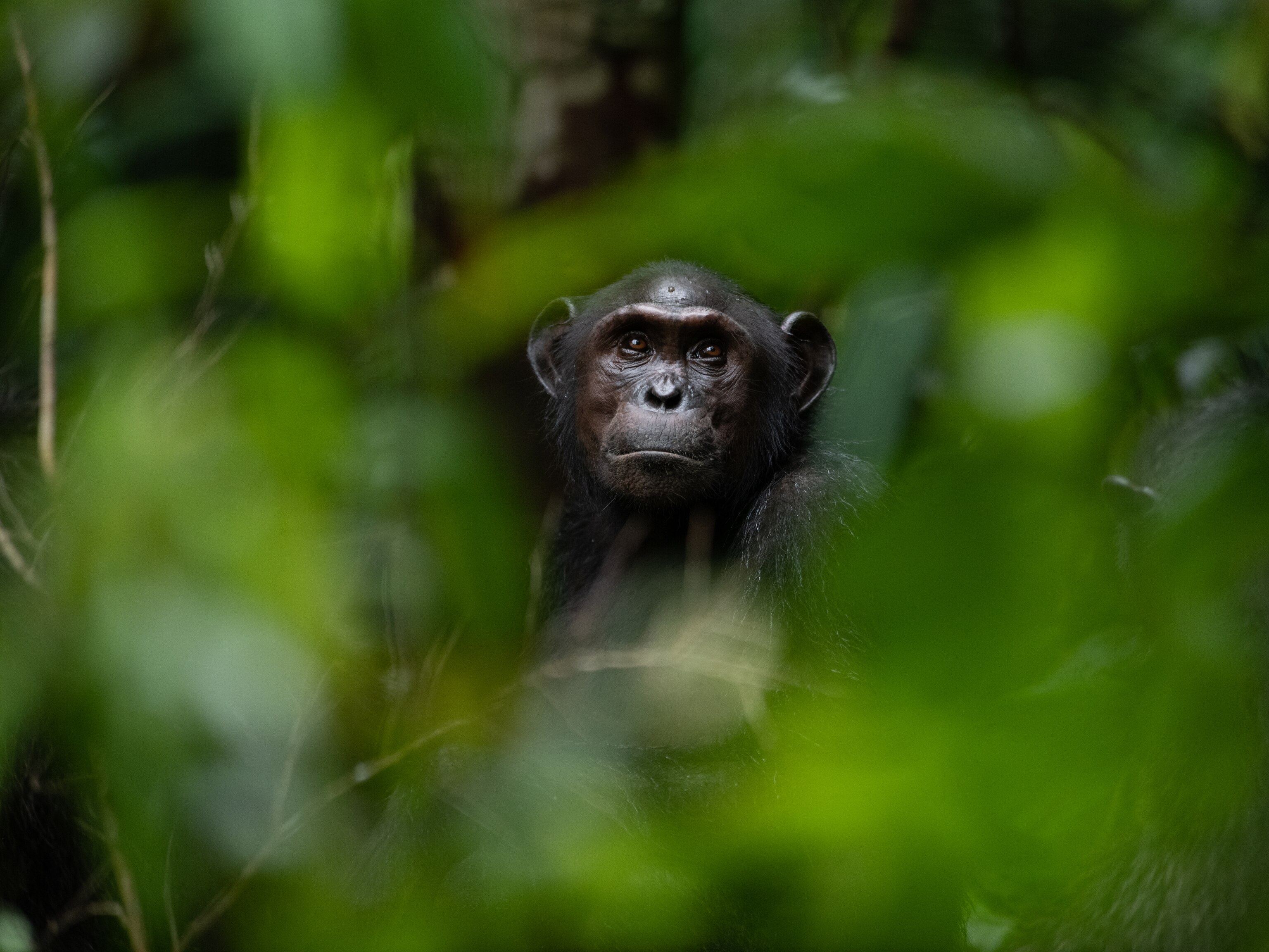 do orangutans visit their mothers