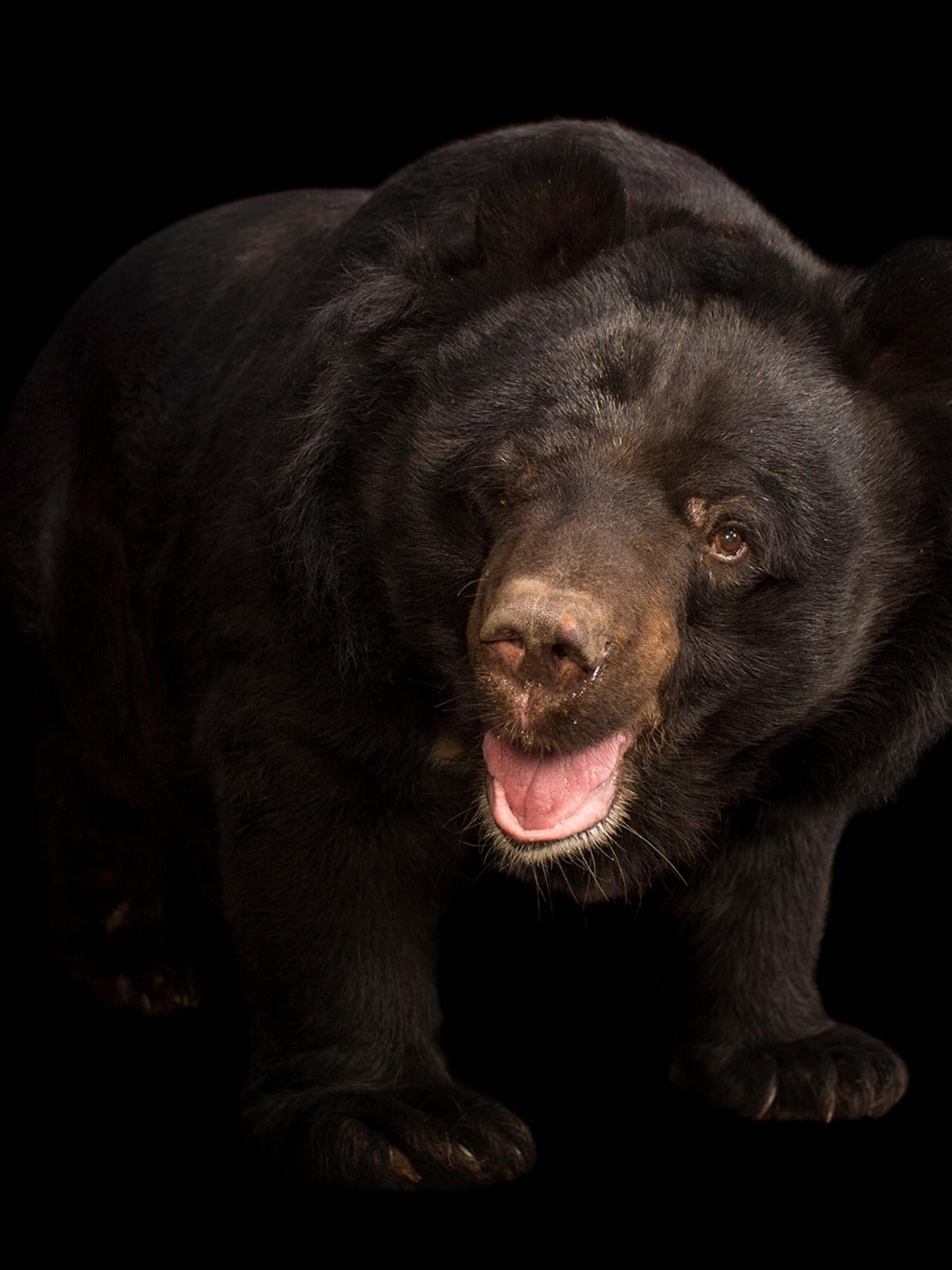 This Man Searched For The Yeti For 60 Years And Found It