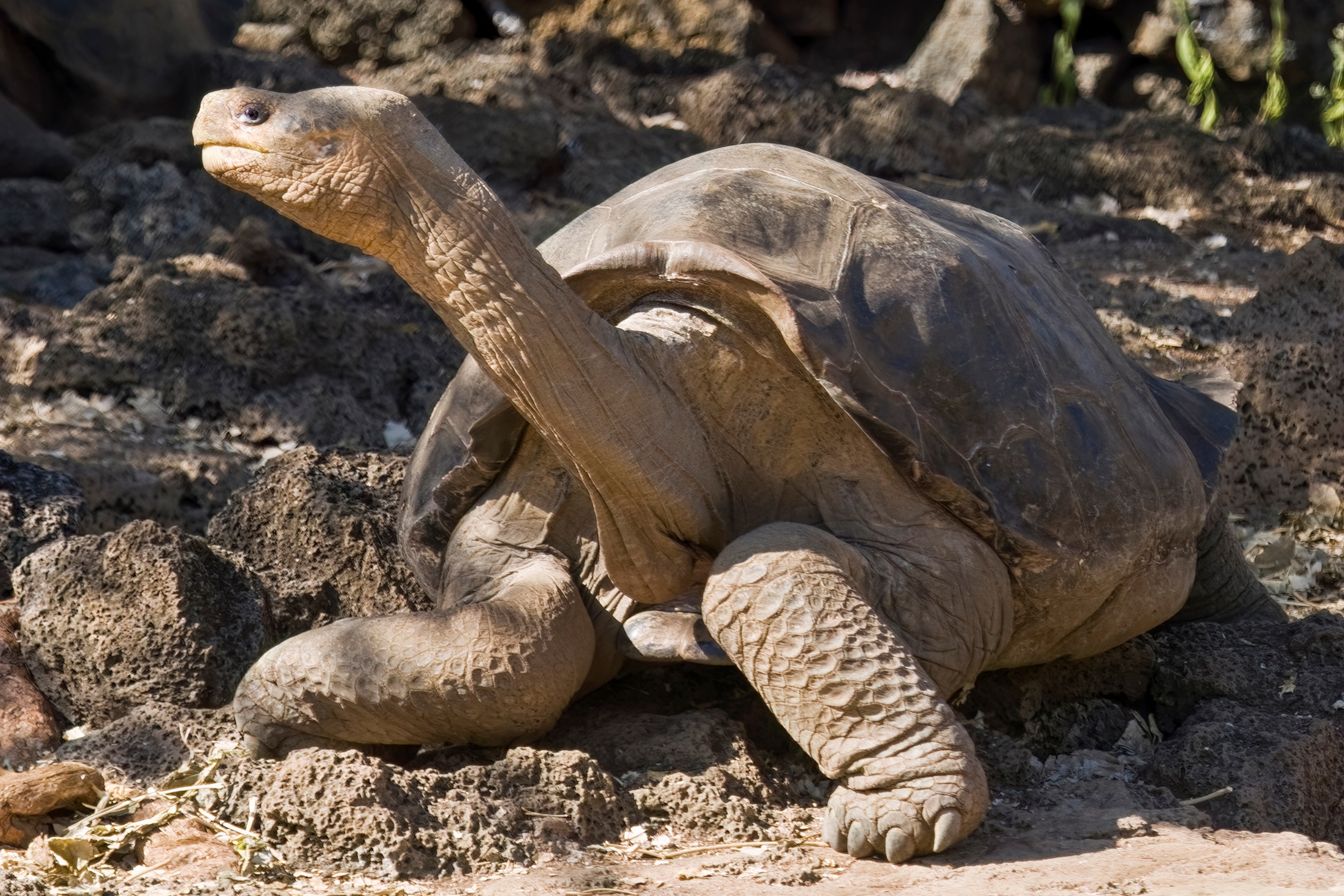 an old giant tortoise