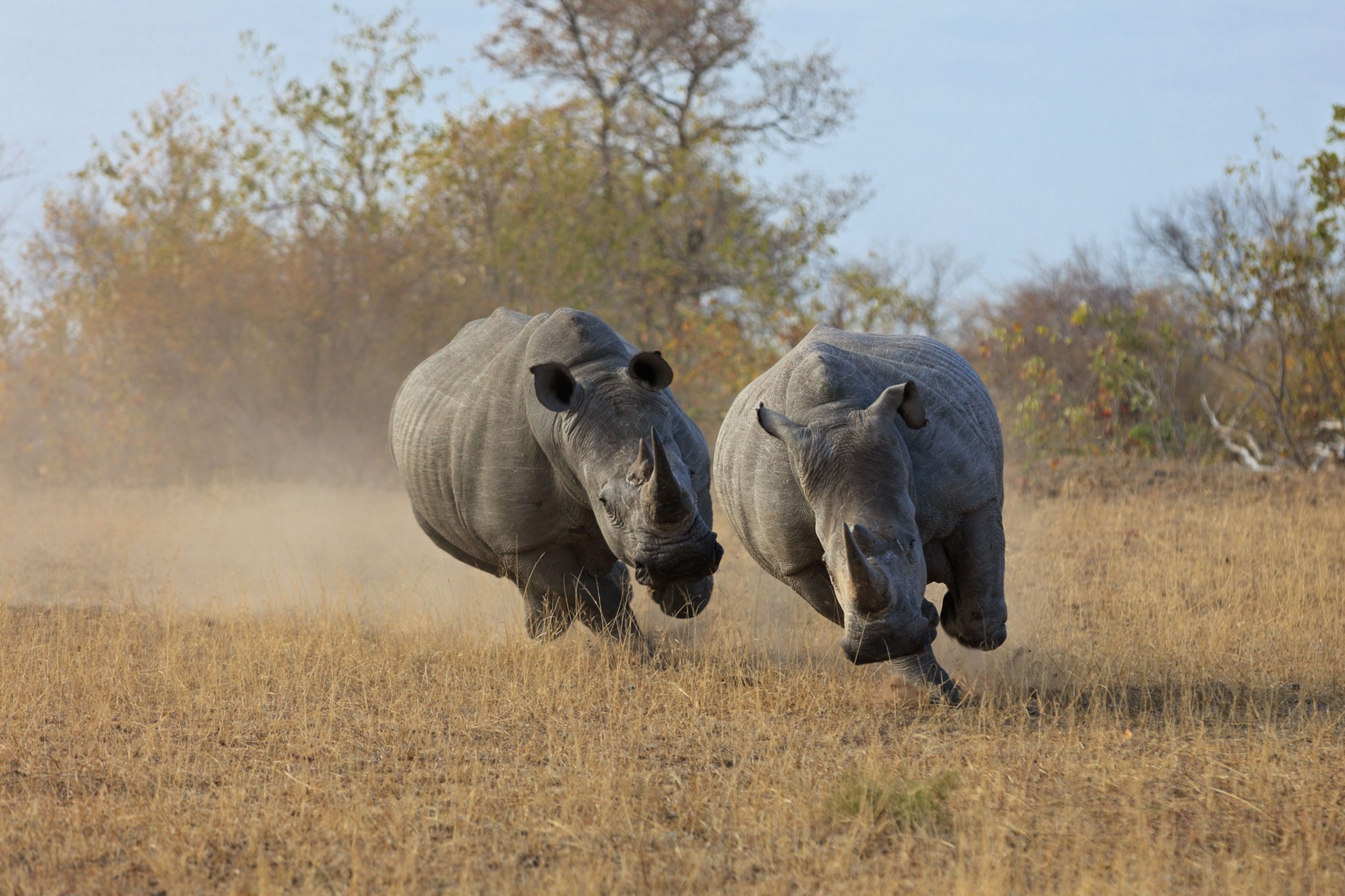 rhinos running