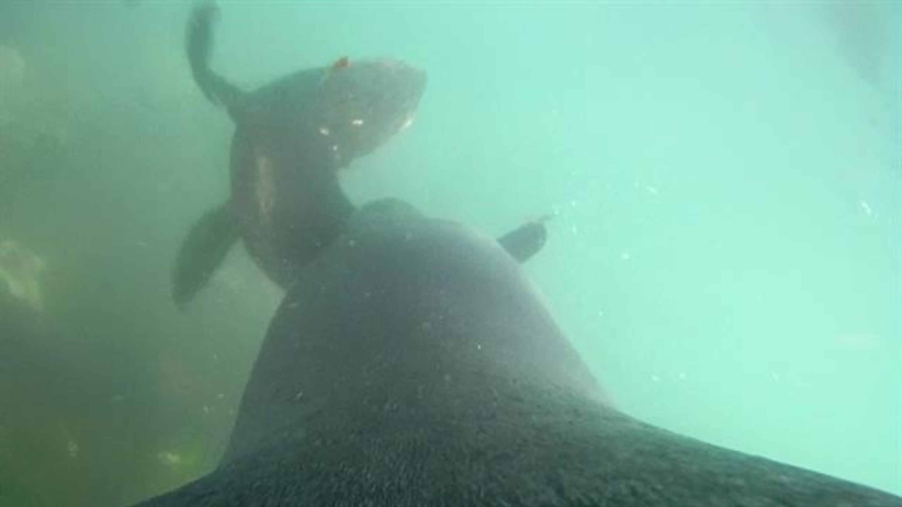 Sea Leopard Mammal