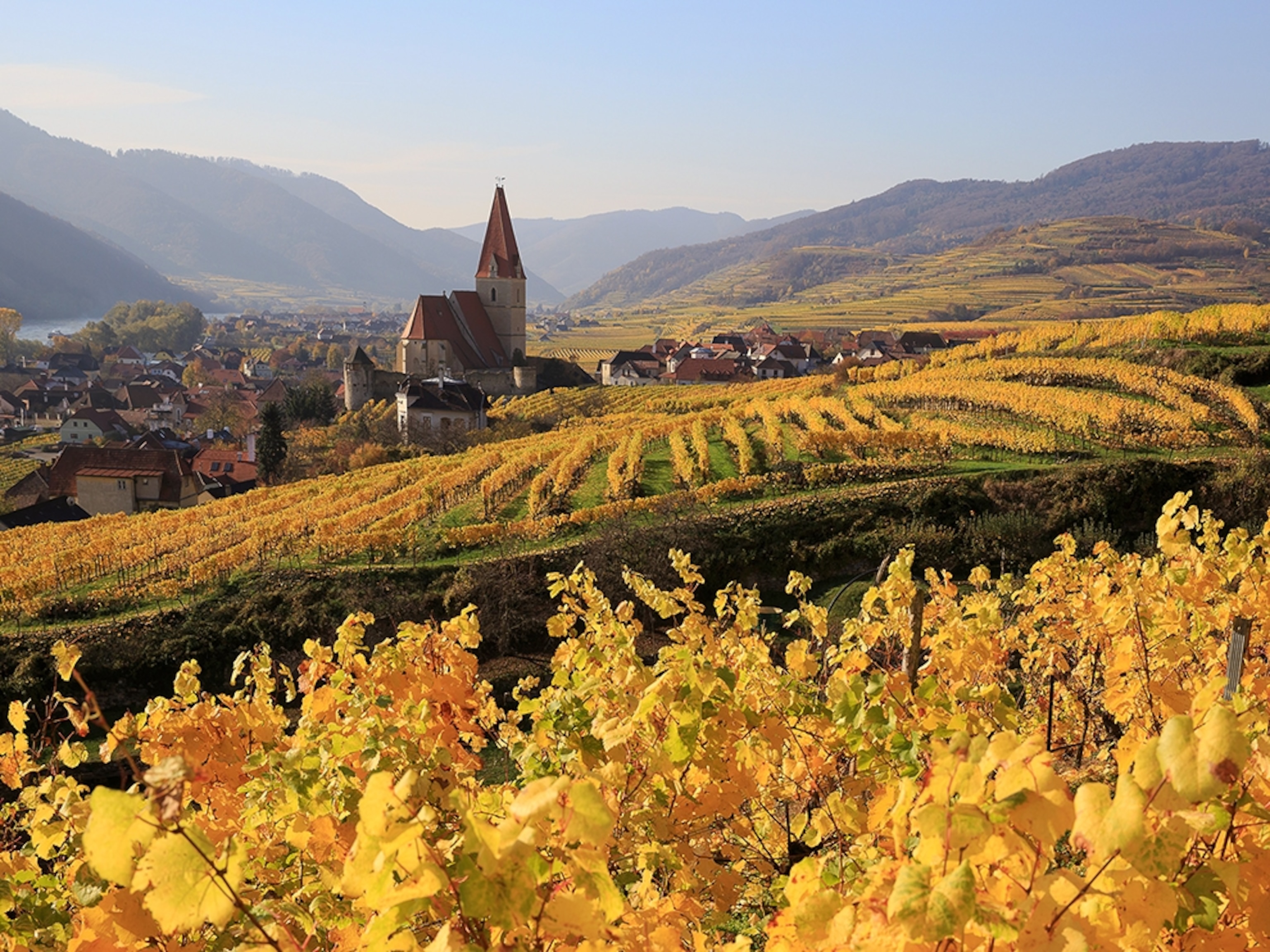 vineyards in autumn in Wachau, Austria