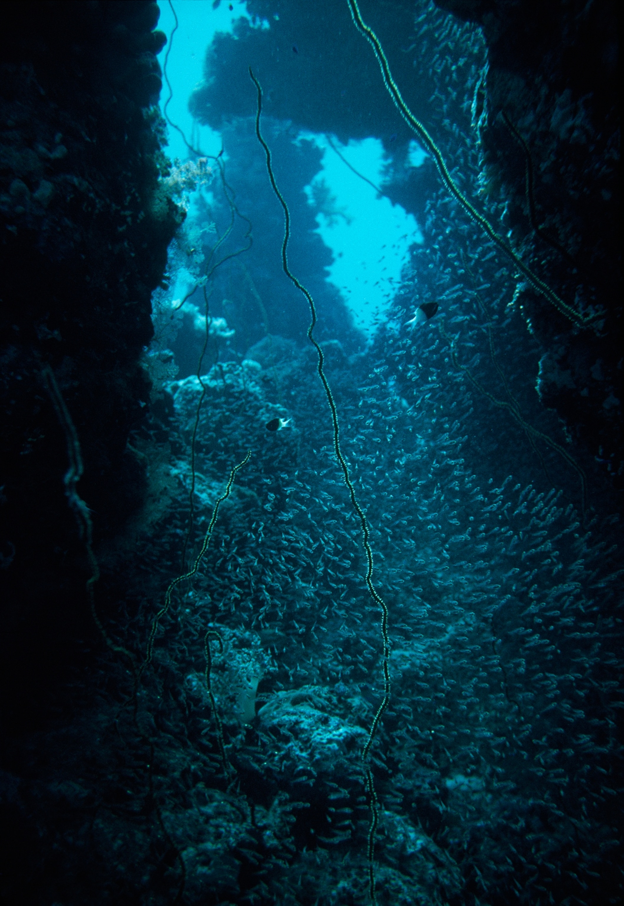 Underwater coral canyons team with diverse life forms.