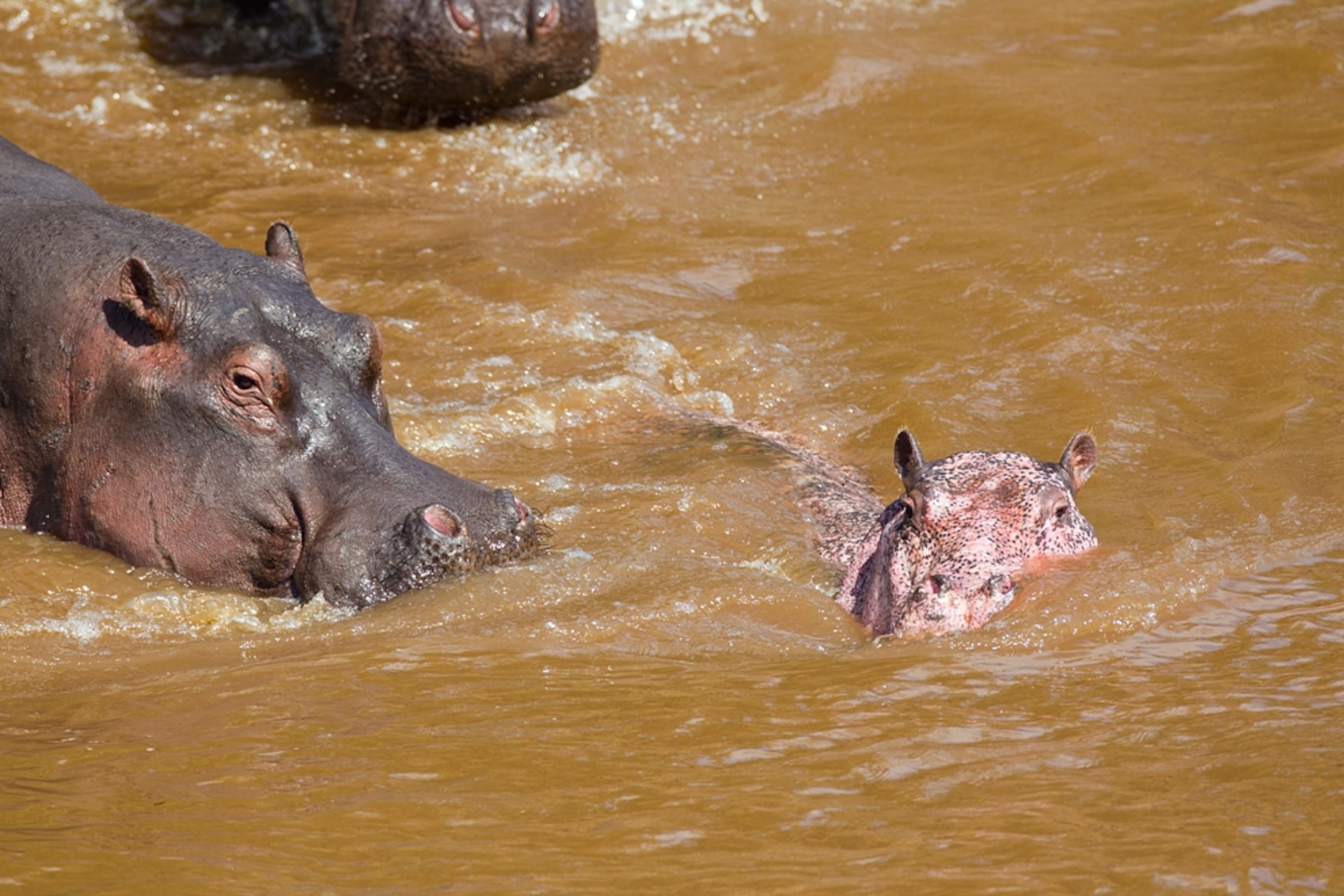A picture of a pink hippo seen in Kenya