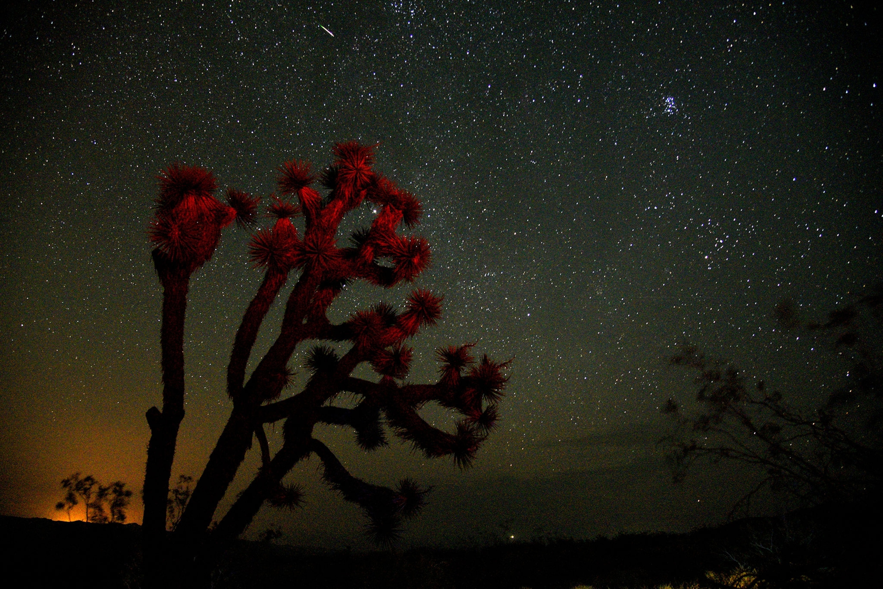 a meteorite streaks over a Yucca Tree.