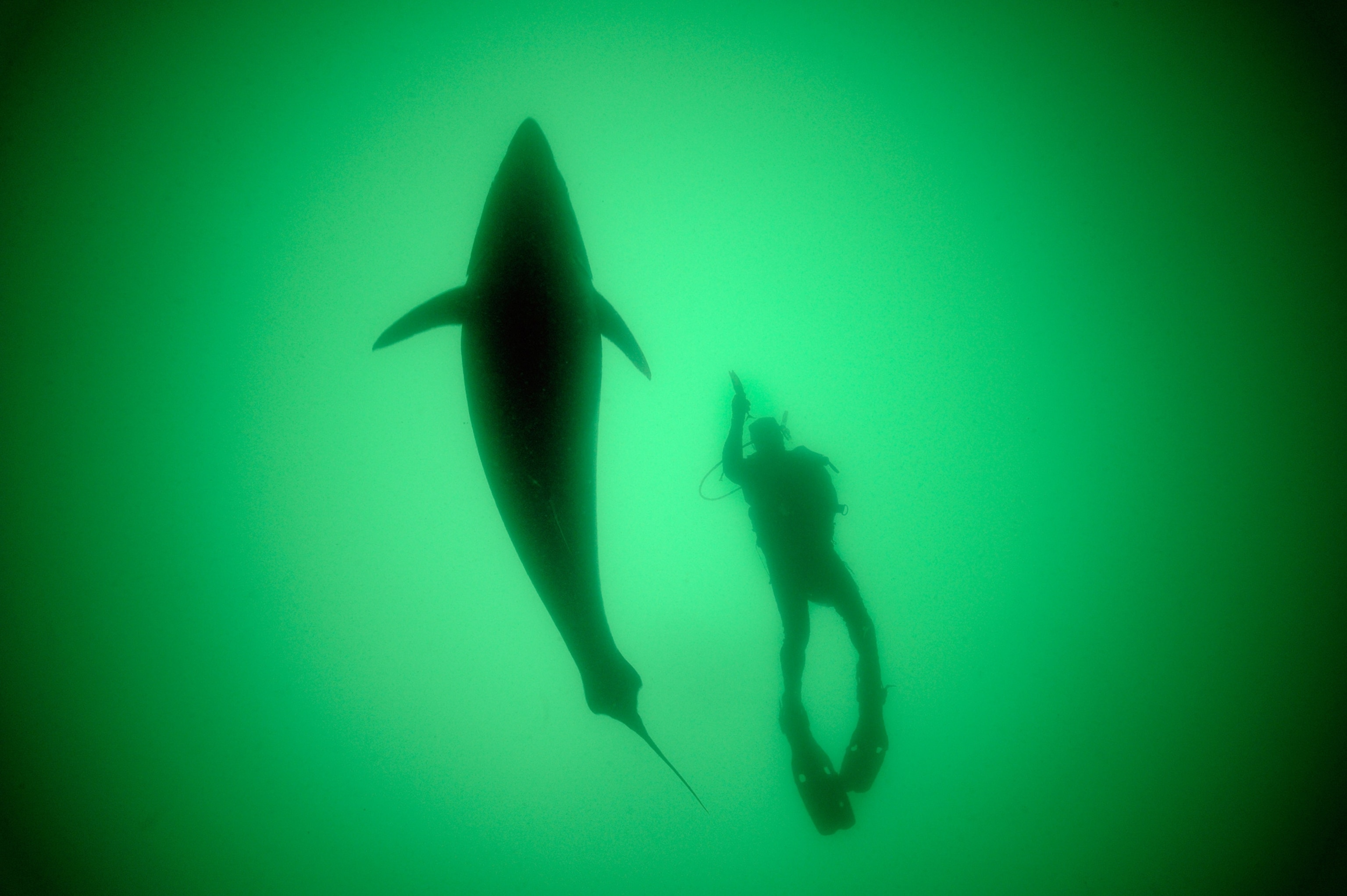 a bluefin almost ten feet long cruising by a diver in the Gulf of Saint Lawrence.