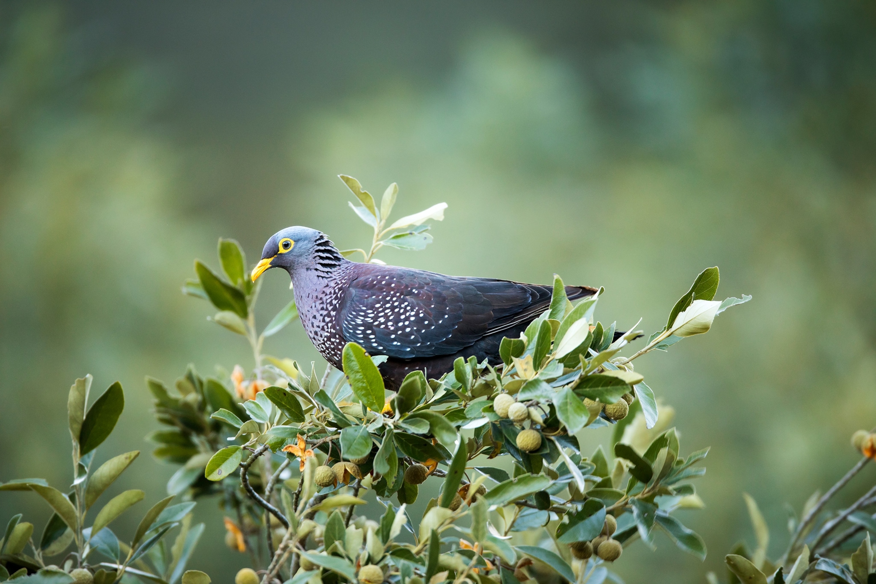 an African olive pigeon resting on a branch