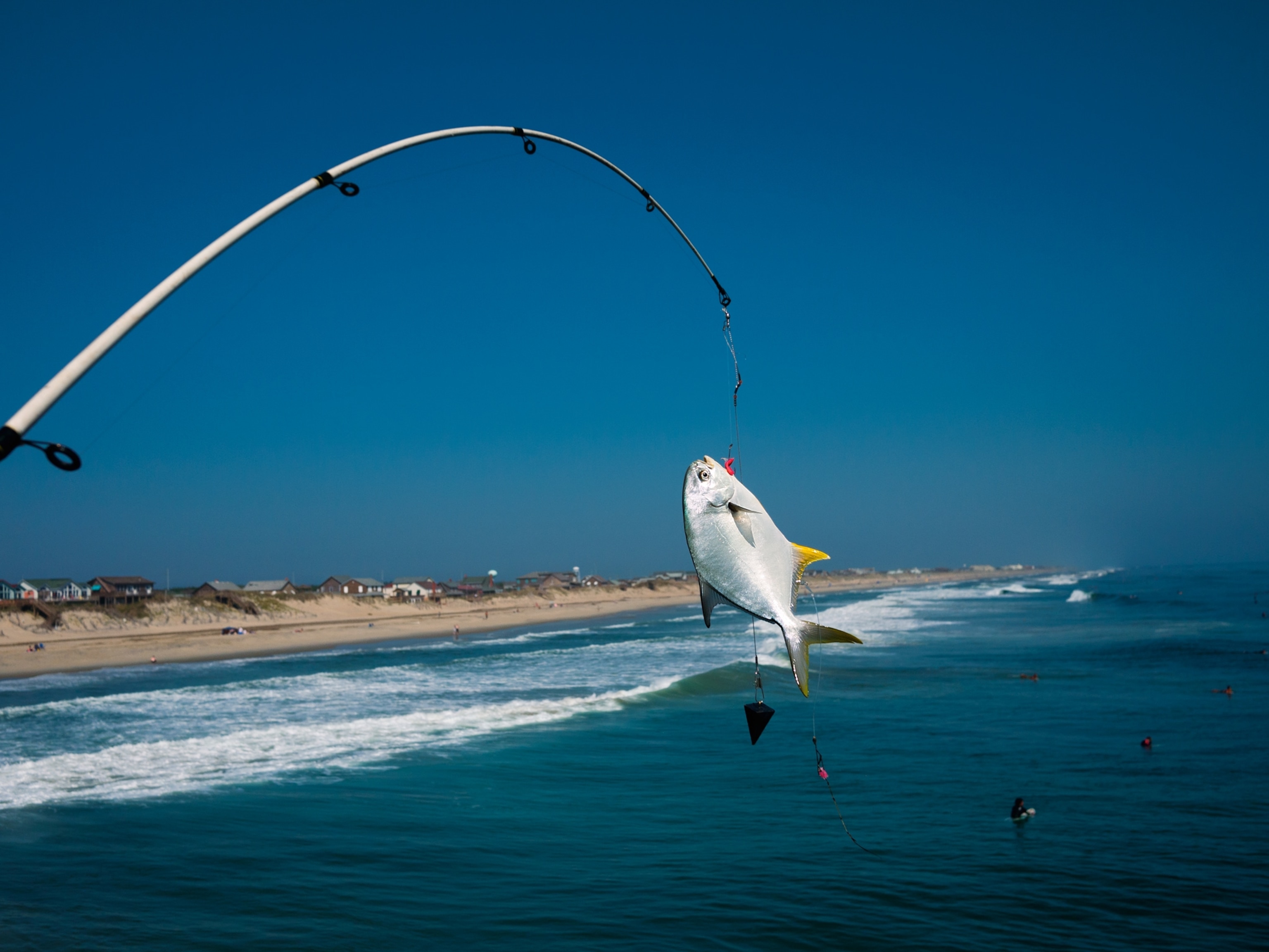 a reeled in pompano near Nags Head