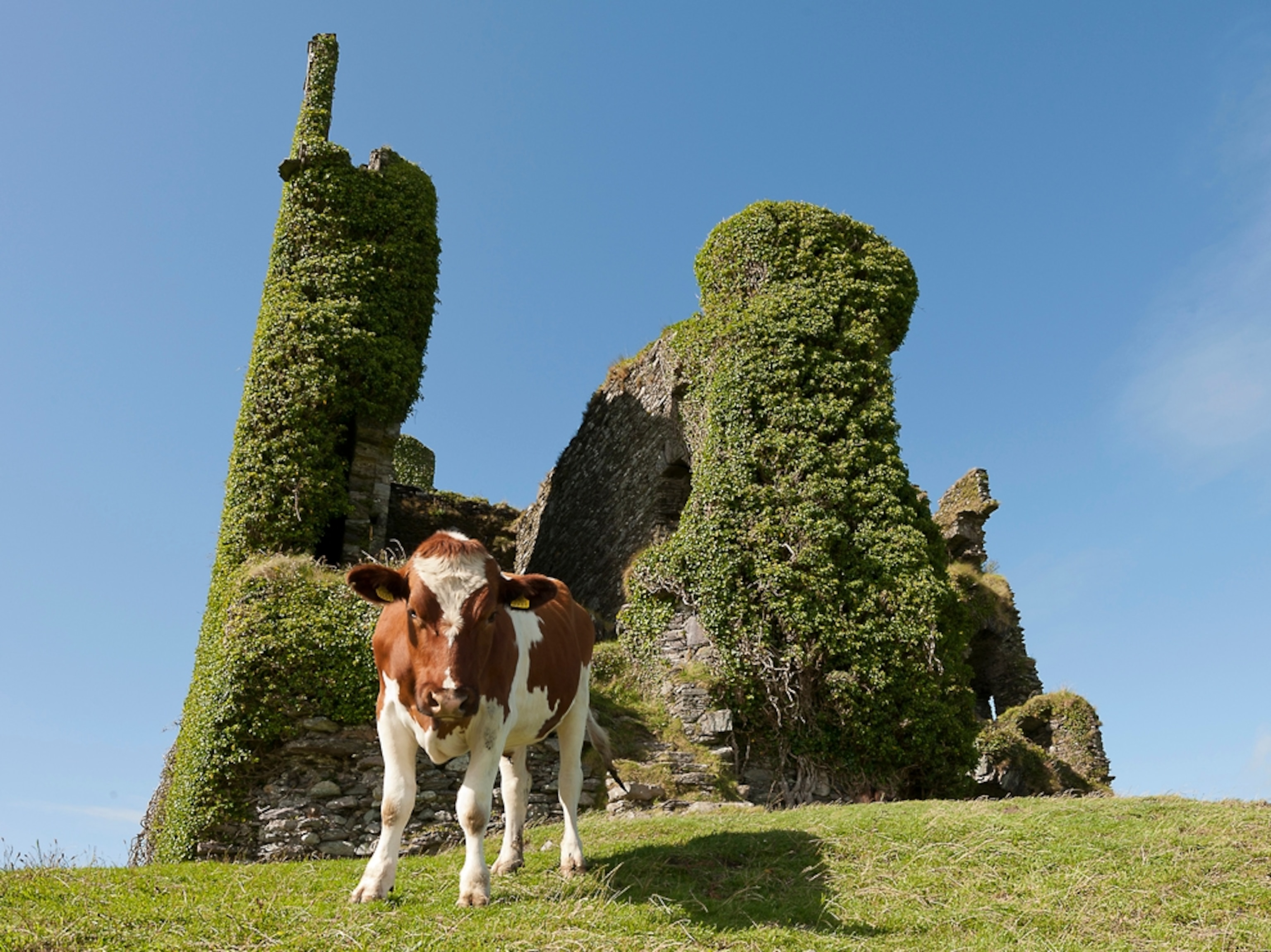 a cow in front of Ballycarbery Castle in Cahersiveen, Ireland