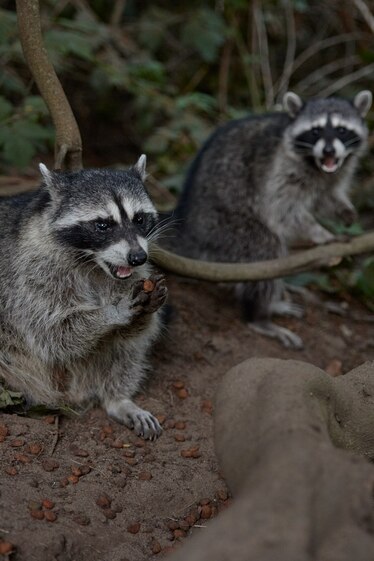 Even if you think raccoons are cute, feeding them is not Biology Diagrams