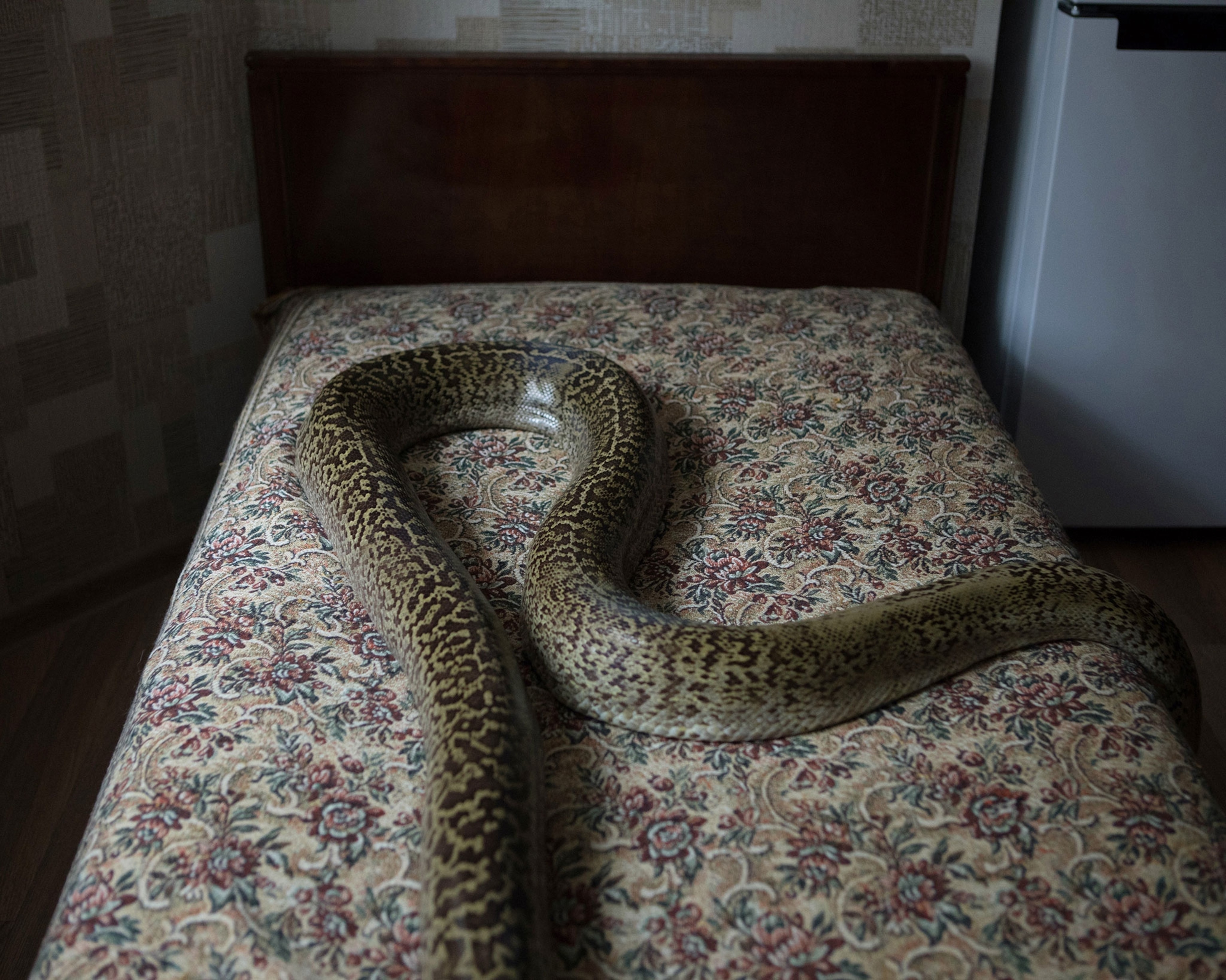 a Python molurus granite