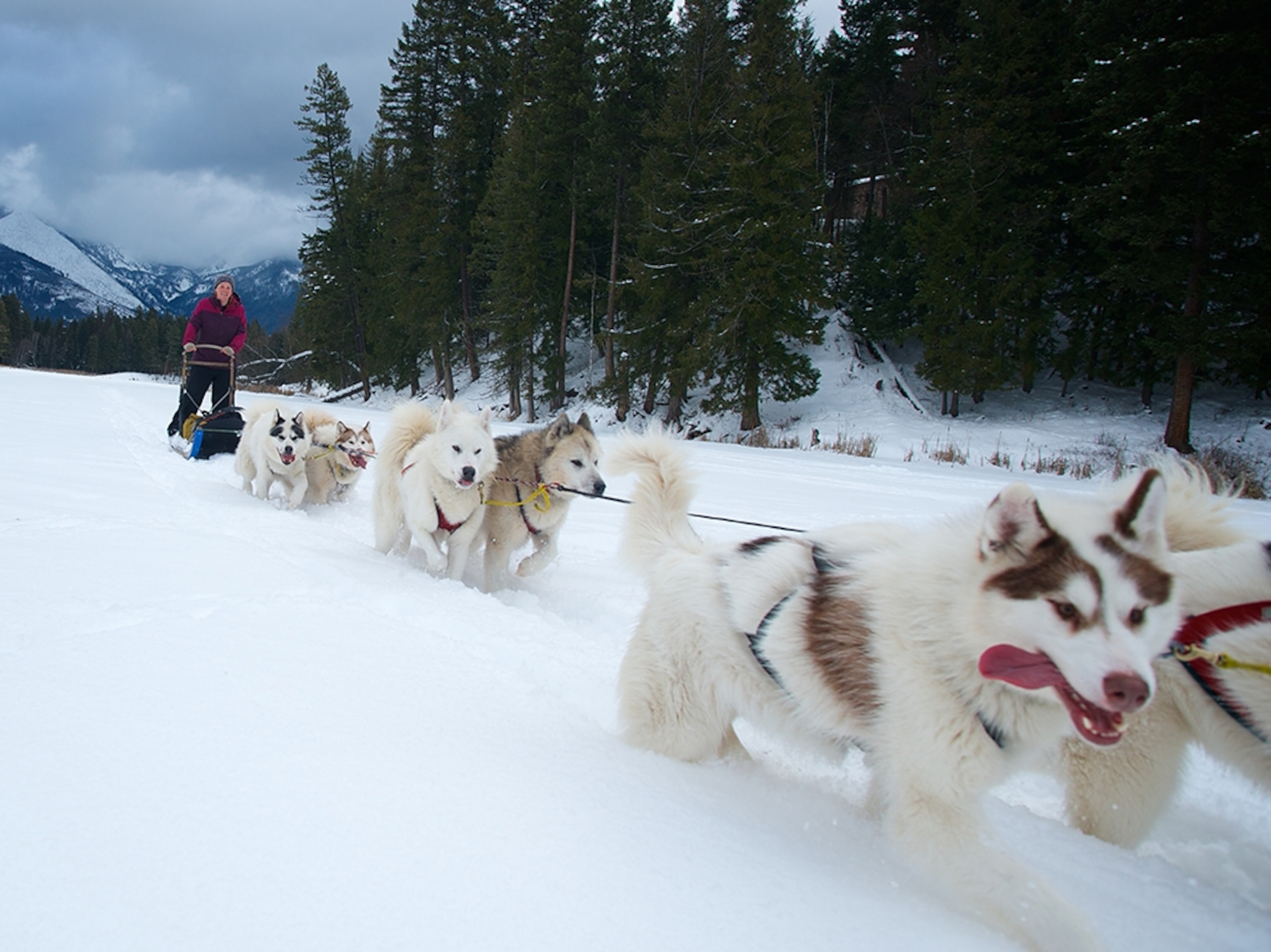 dogsledding at Base Camp Bigfork, near Bigfork, Montana