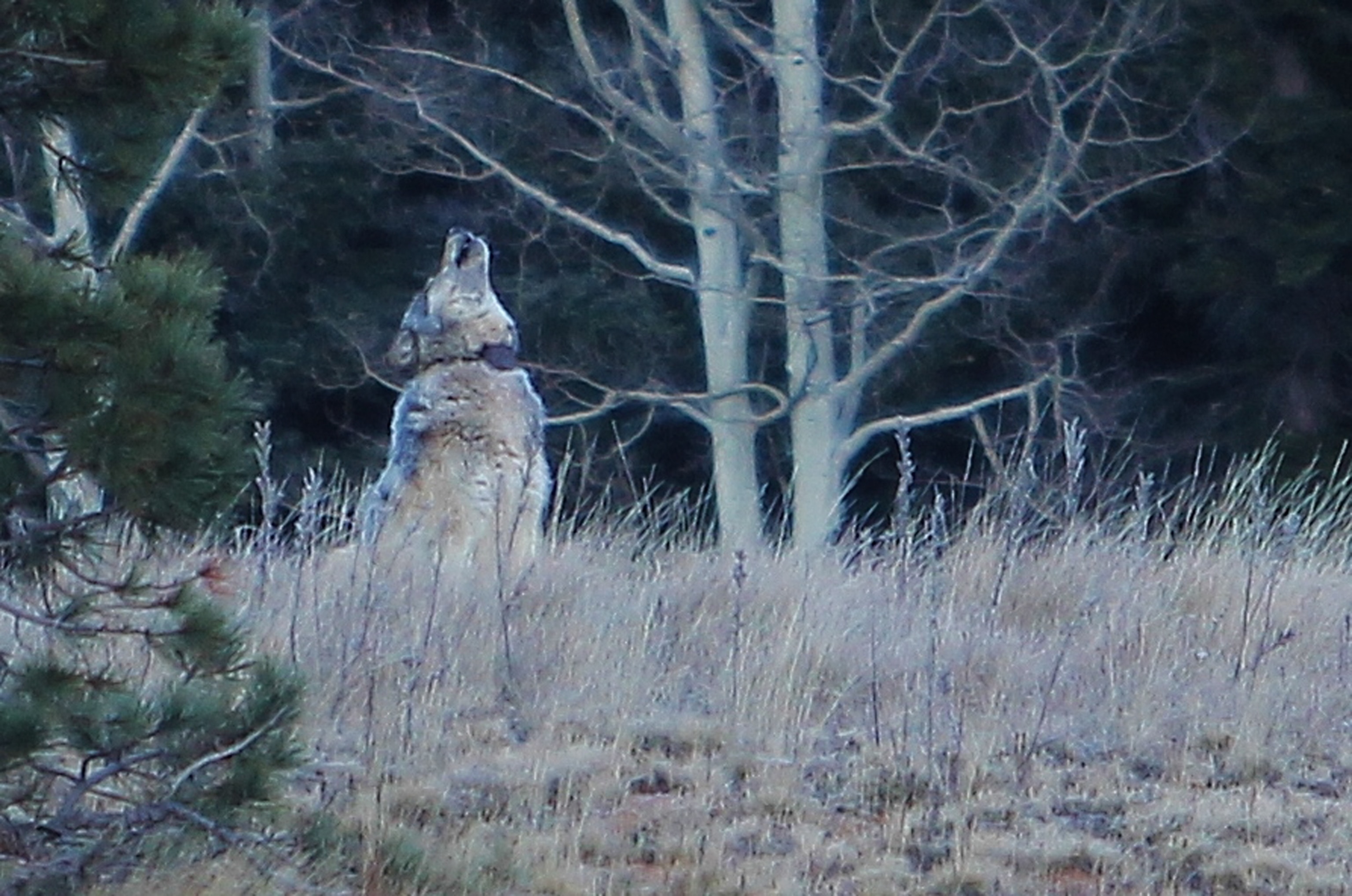 the Grand Canyon wolf howling