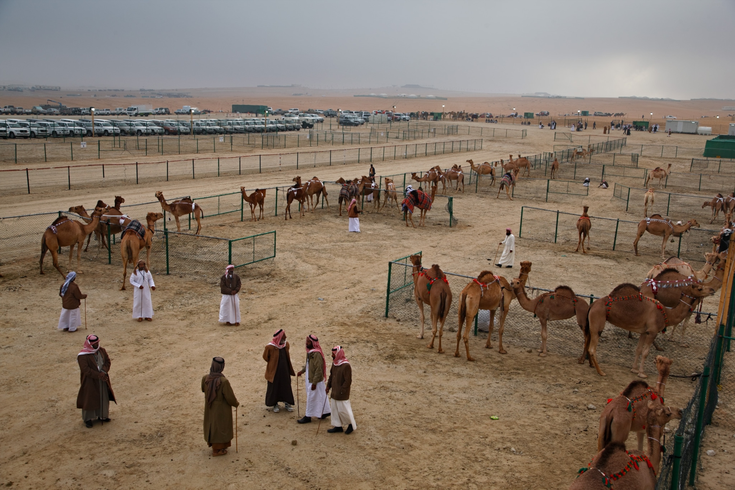 the camel pageant grounds in Abu Dhabi