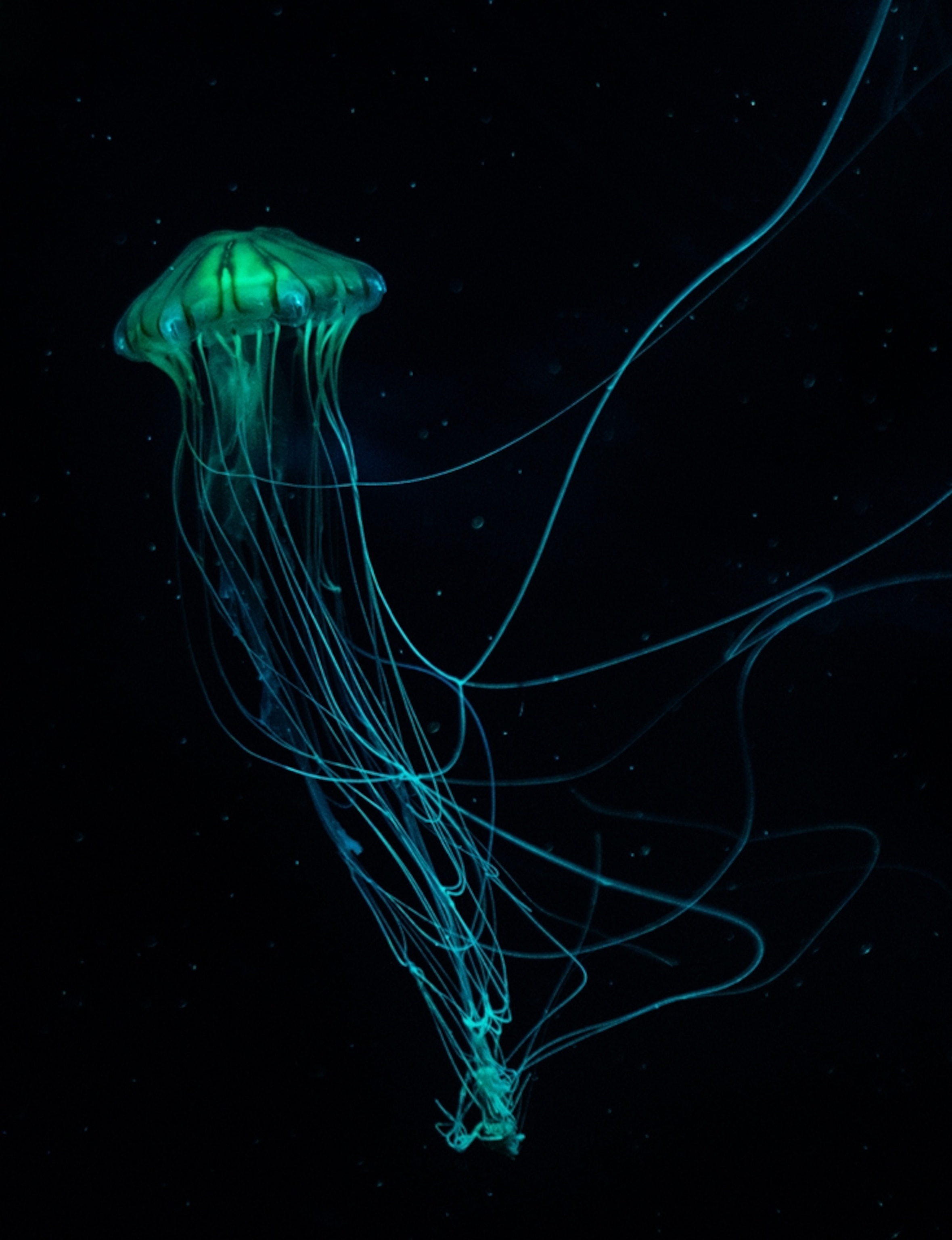 A blue jellyfish swimming in dark water