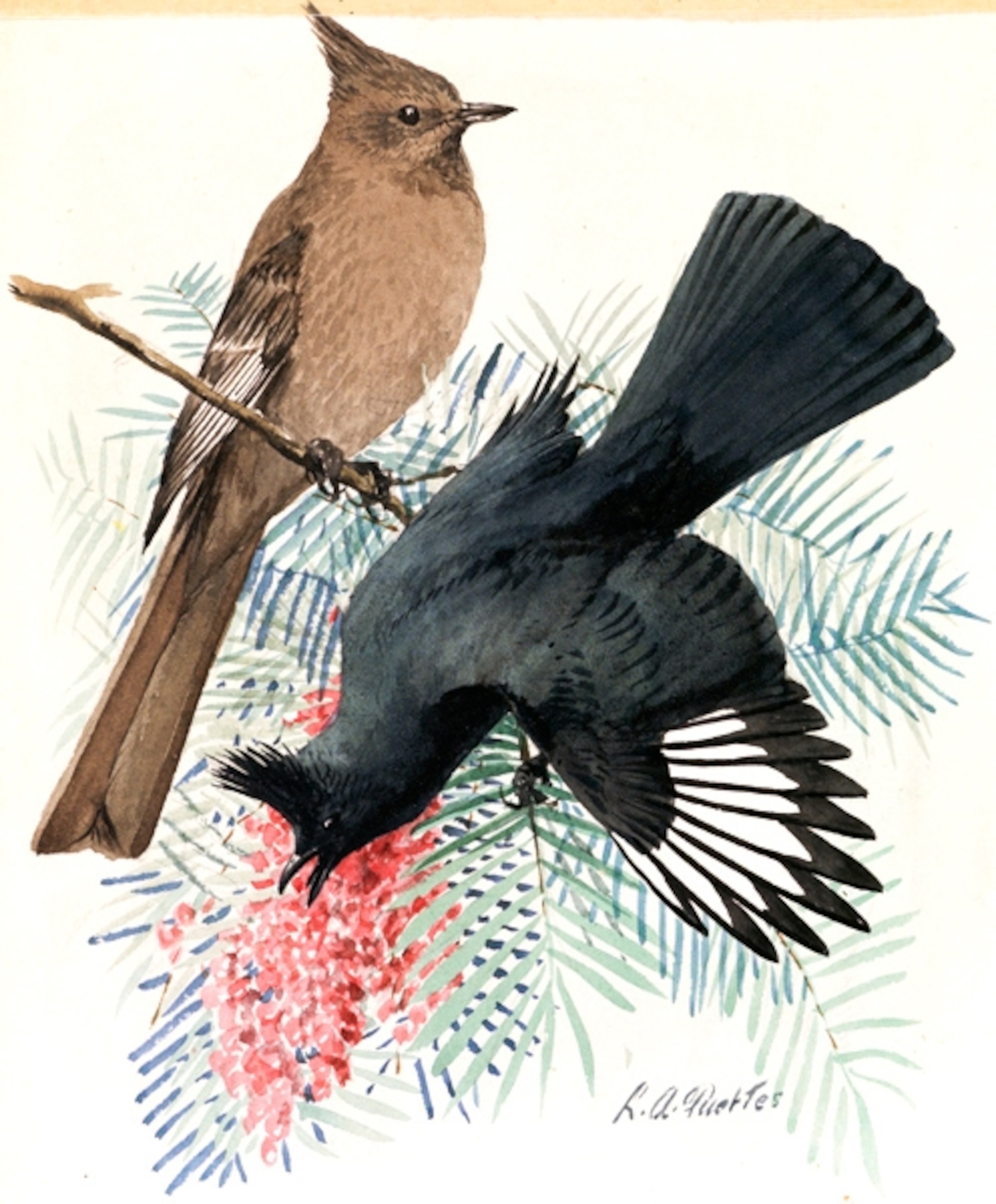 Illustration: Two flycatchers