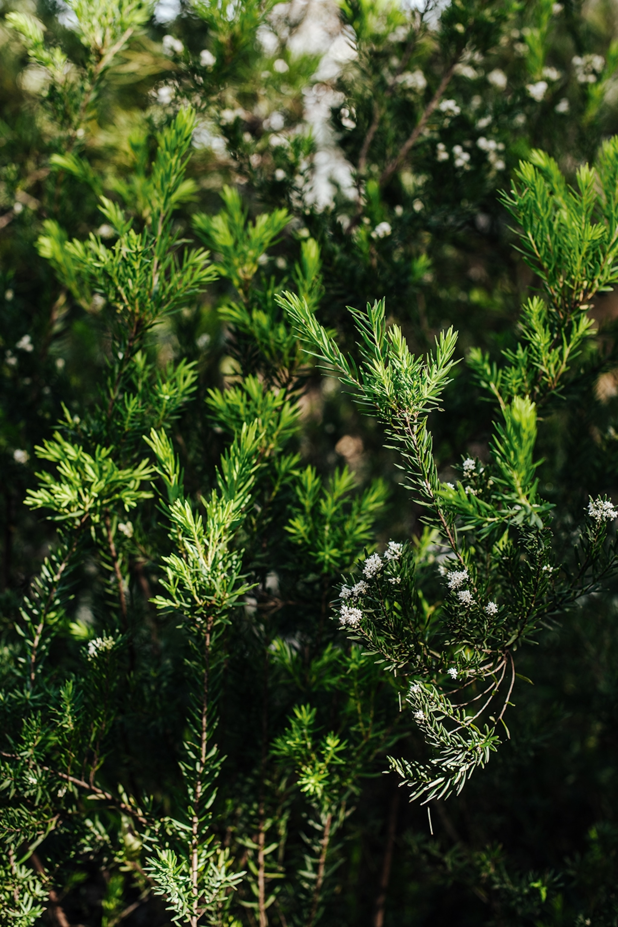 A close-up shot of a fern bush.