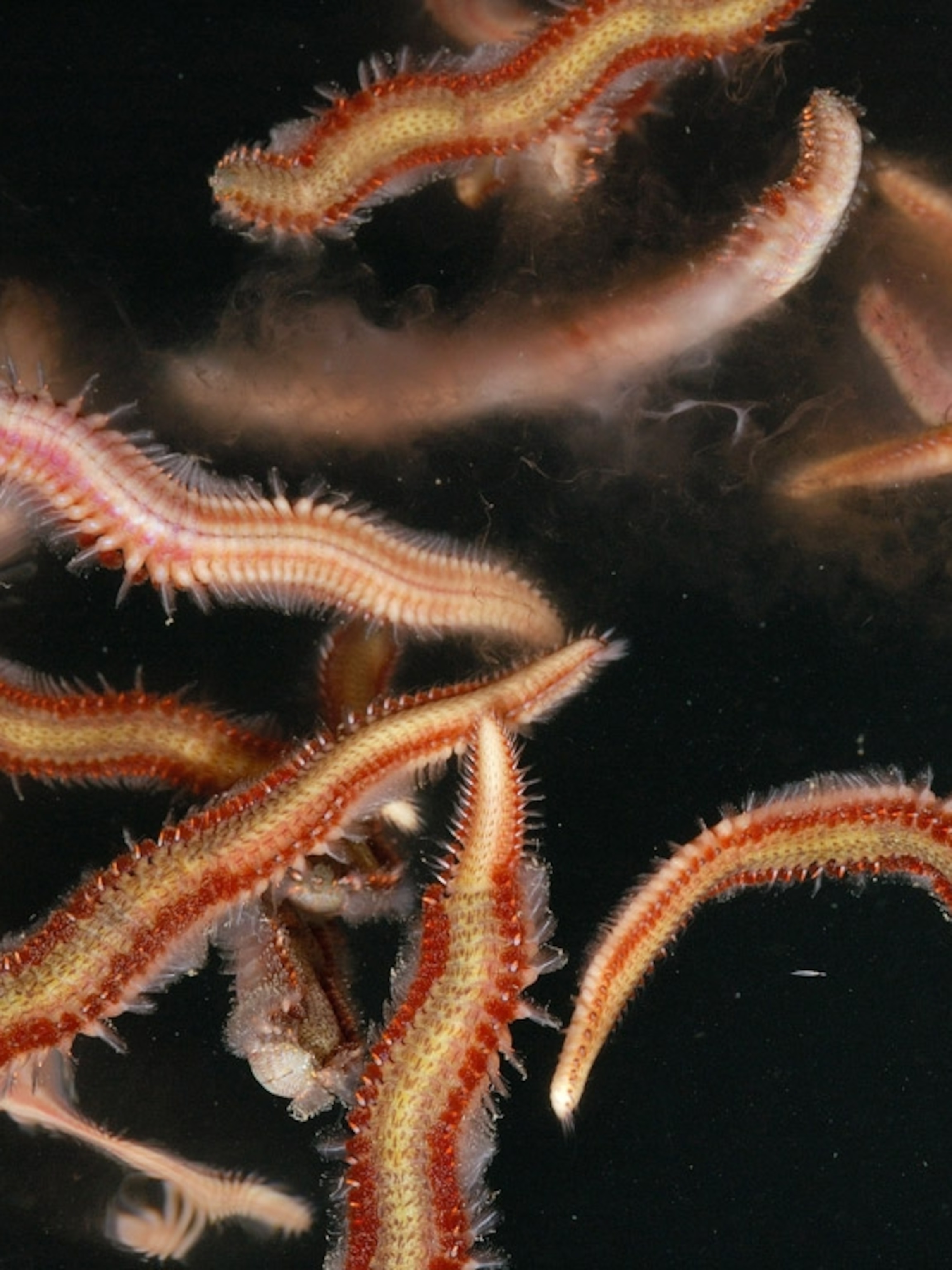 Marine Worms